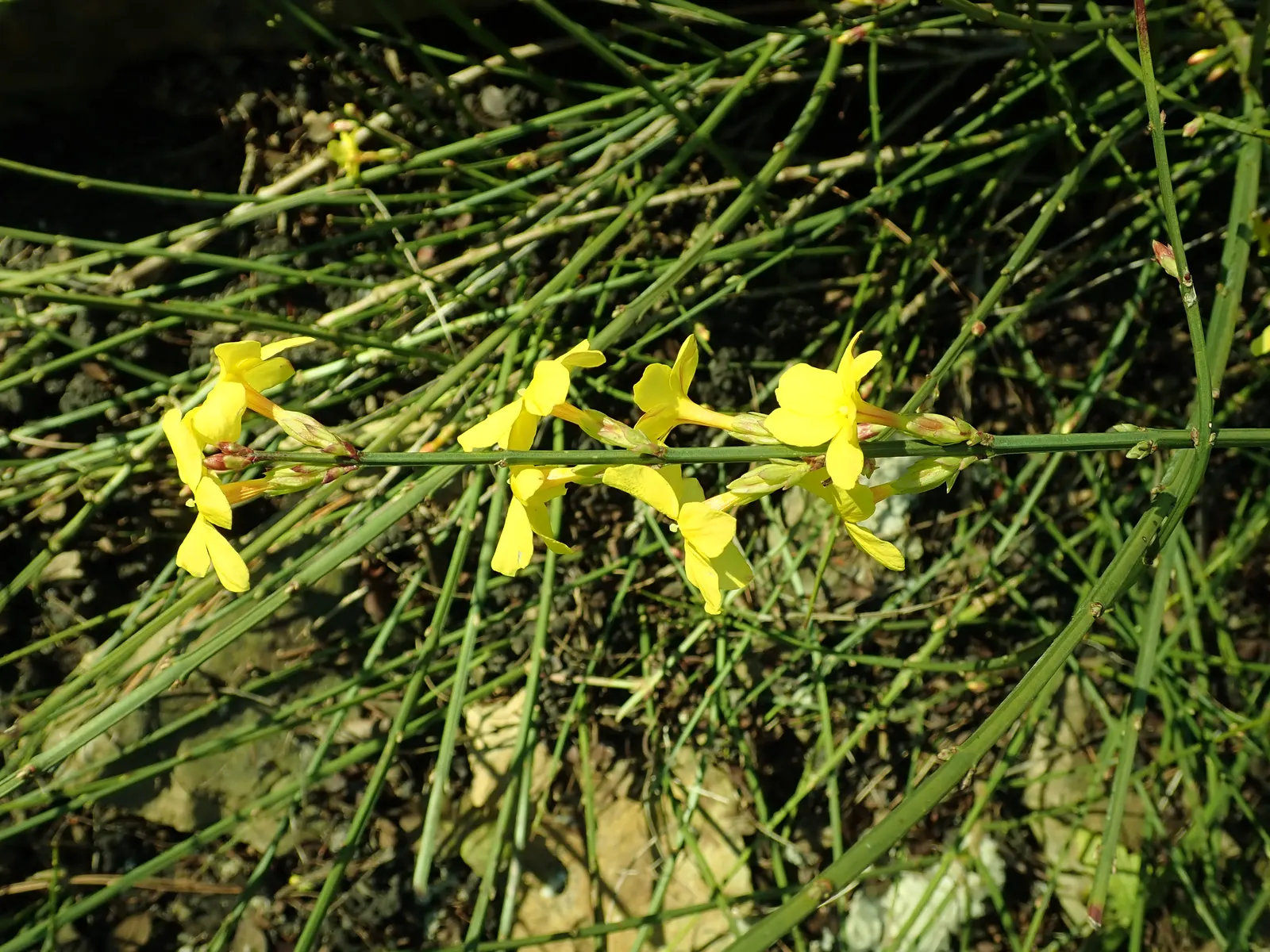 Winter Jasmine (Jasminum Nudiflorum) — shrub for full or half
