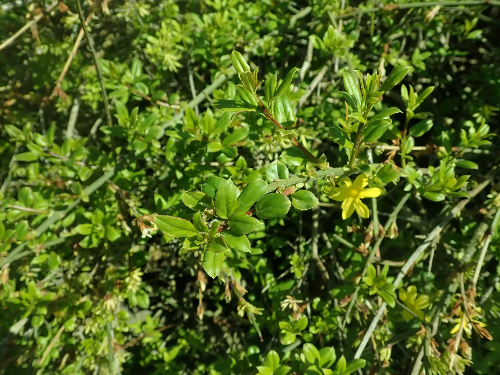 Winter Jasmine (Jasminum Nudiflorum) — Winter Jasmine has an arching growth habit; its arching branches create a cascading effect, image 57