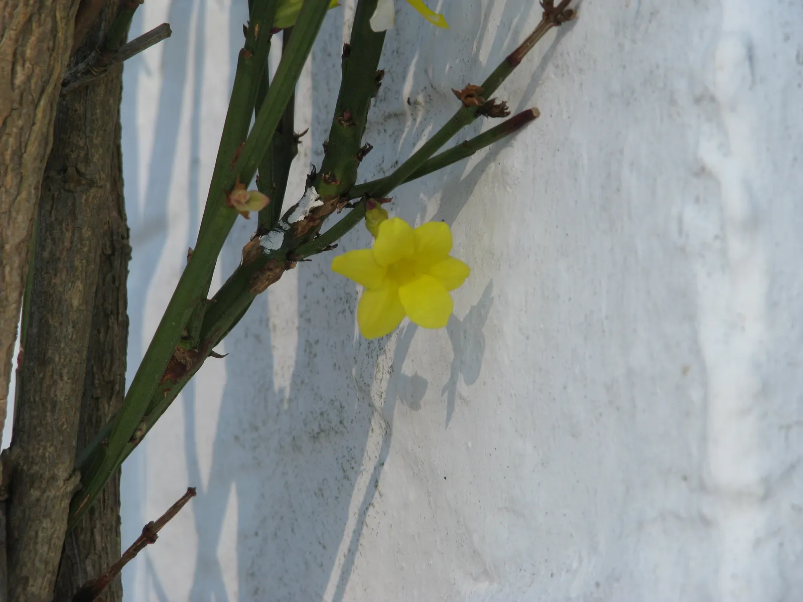 Winter Jasmine (Jasminum Nudiflorum) — making it ideal for retaining walls and slopes; or spilling down slopes as a ground cover, image 98