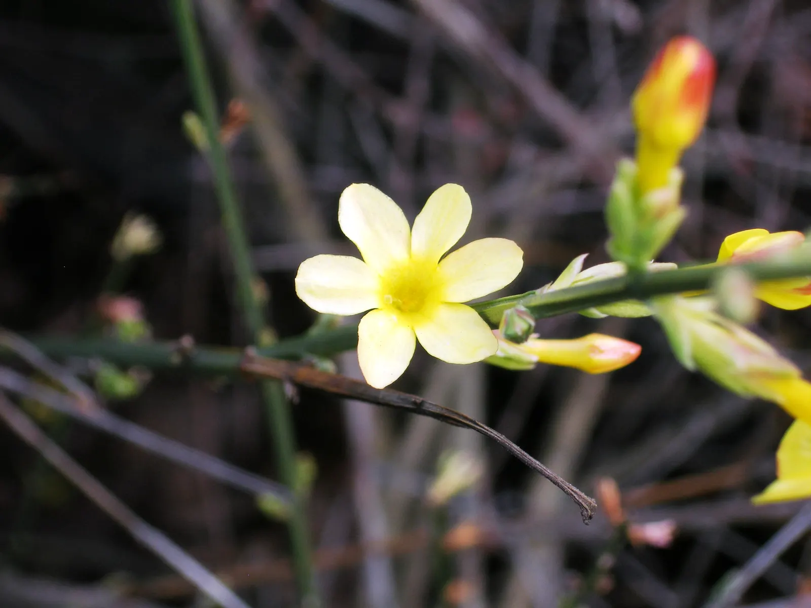 Winter Jasmine (Jasminum Nudiflorum) — Its arching branches create a cascading effect; as its bright yellow blooms adorn the bare branches from late winter