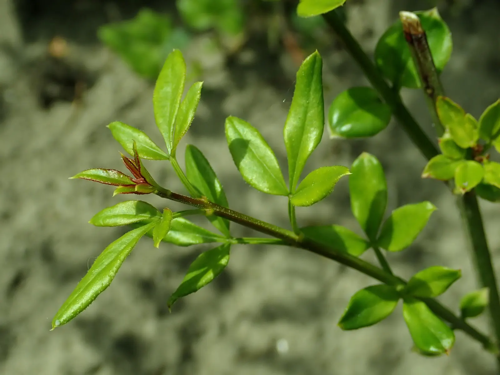 Winter Jasmine (Jasminum Nudiflorum) — Unlike many other jasmine varieties, image 35