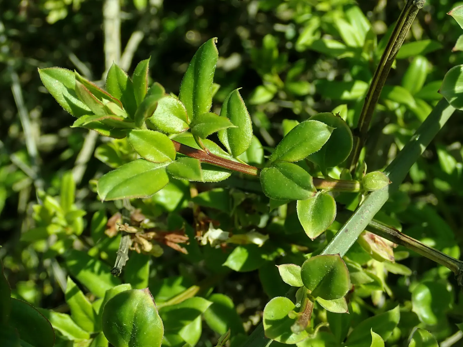 Winter Jasmine (Jasminum Nudiflorum) — favored for its bright yellow flowers that burst into bloom from January to March; winter Jasmine has an, image 48