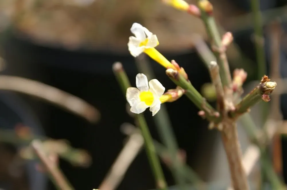 Winter Jasmine (Jasminum Nudiflorum) — creating focal points and highlights that can enliven the garden during the coldest months