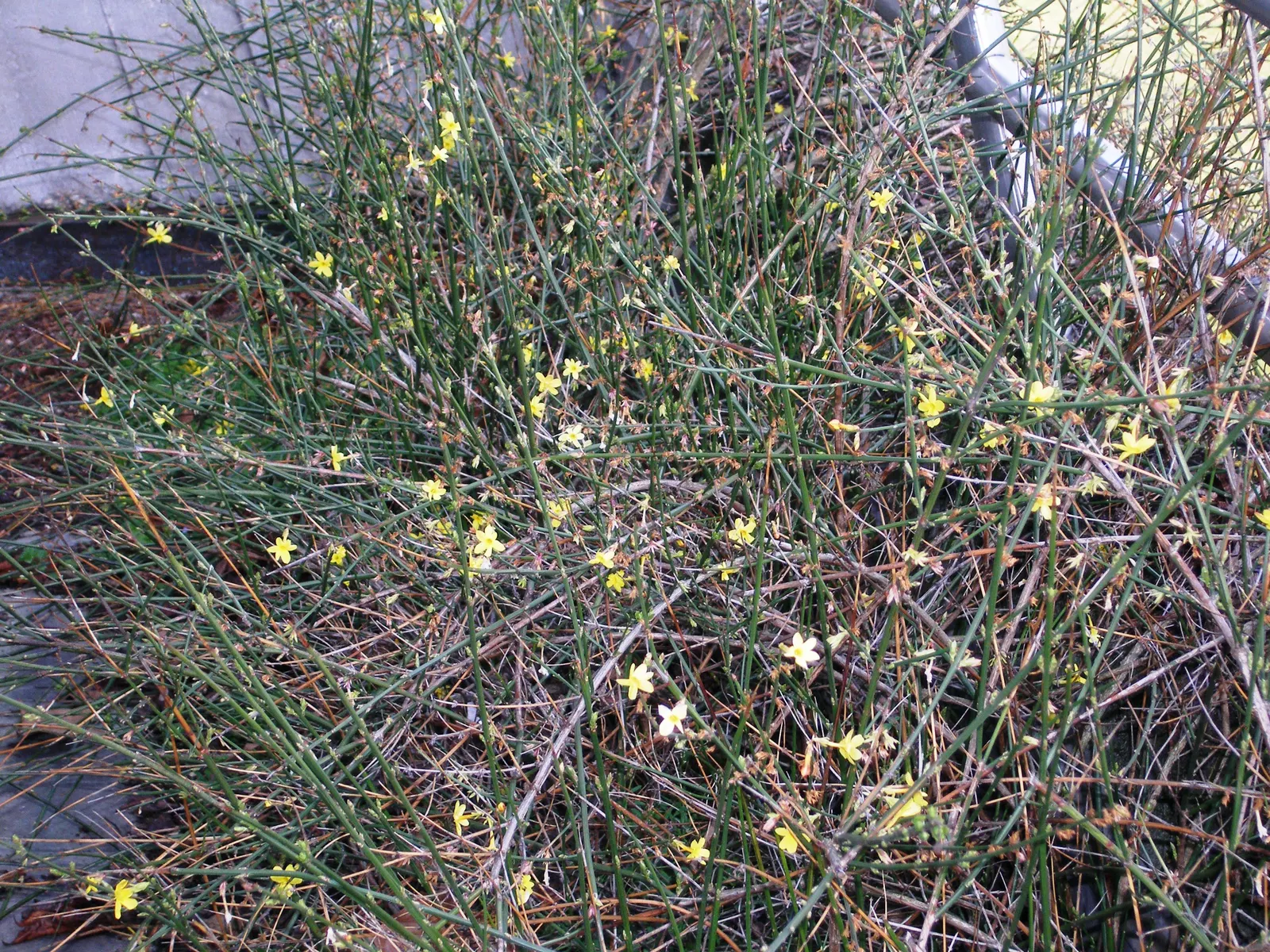 Winter Jasmine (Jasminum Nudiflorum) — making it quite adaptable for many regions