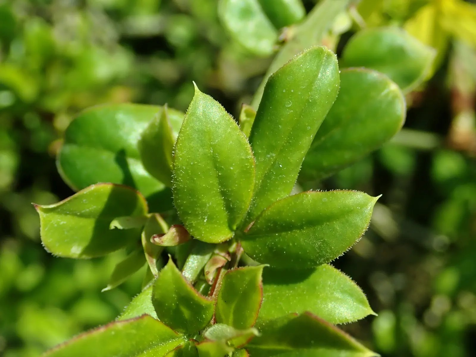 Winter Jasmine (Jasminum Nudiflorum) — or spilling down slopes as a ground cover; its ease of maintenance and vigorous growth mean it can be pruned, image 62