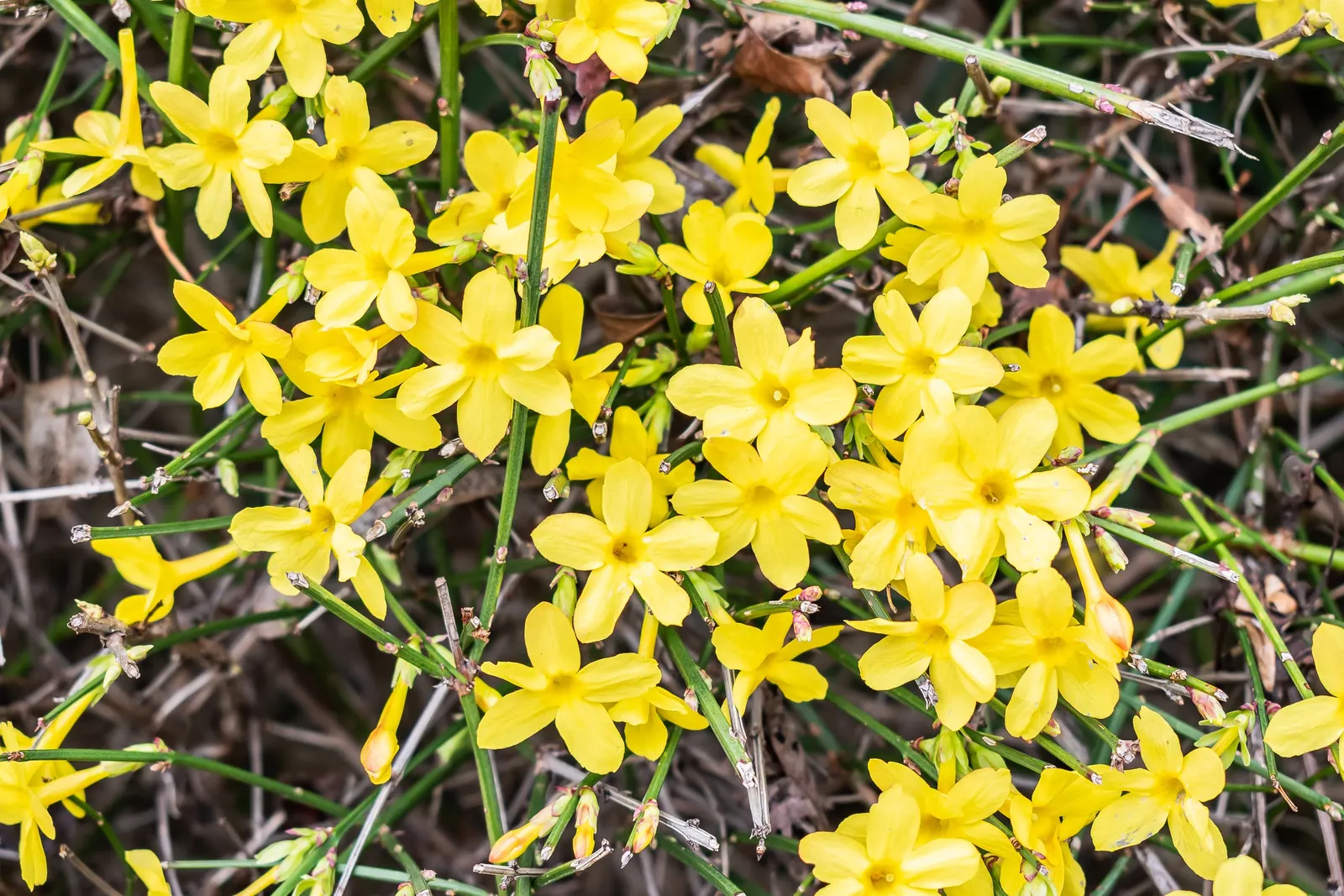 Winter Jasmine (Jasminum Nudiflorum) — Unlike many other jasmine varieties