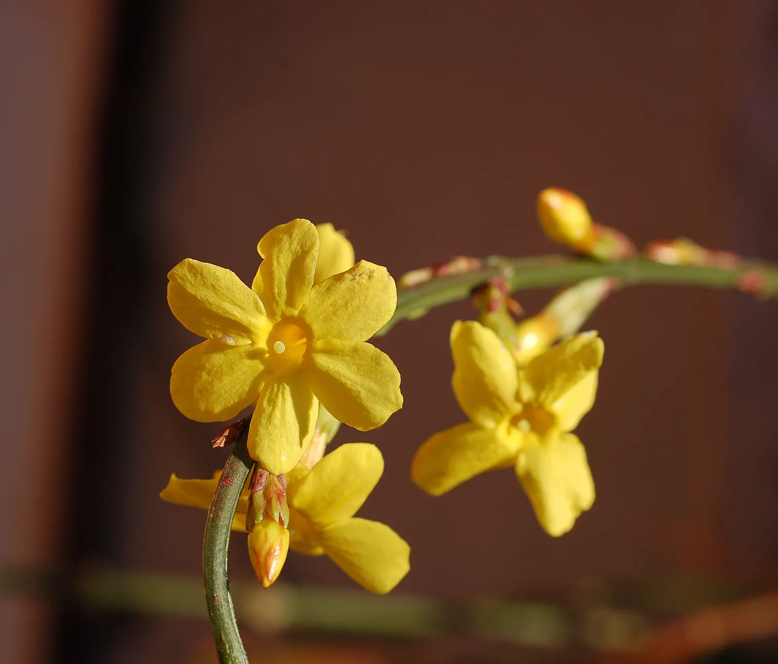Winter Jasmine (Jasminum Nudiflorum) — as its bright yellow blooms adorn the bare branches from late winter into early spring; making it quite, image 78