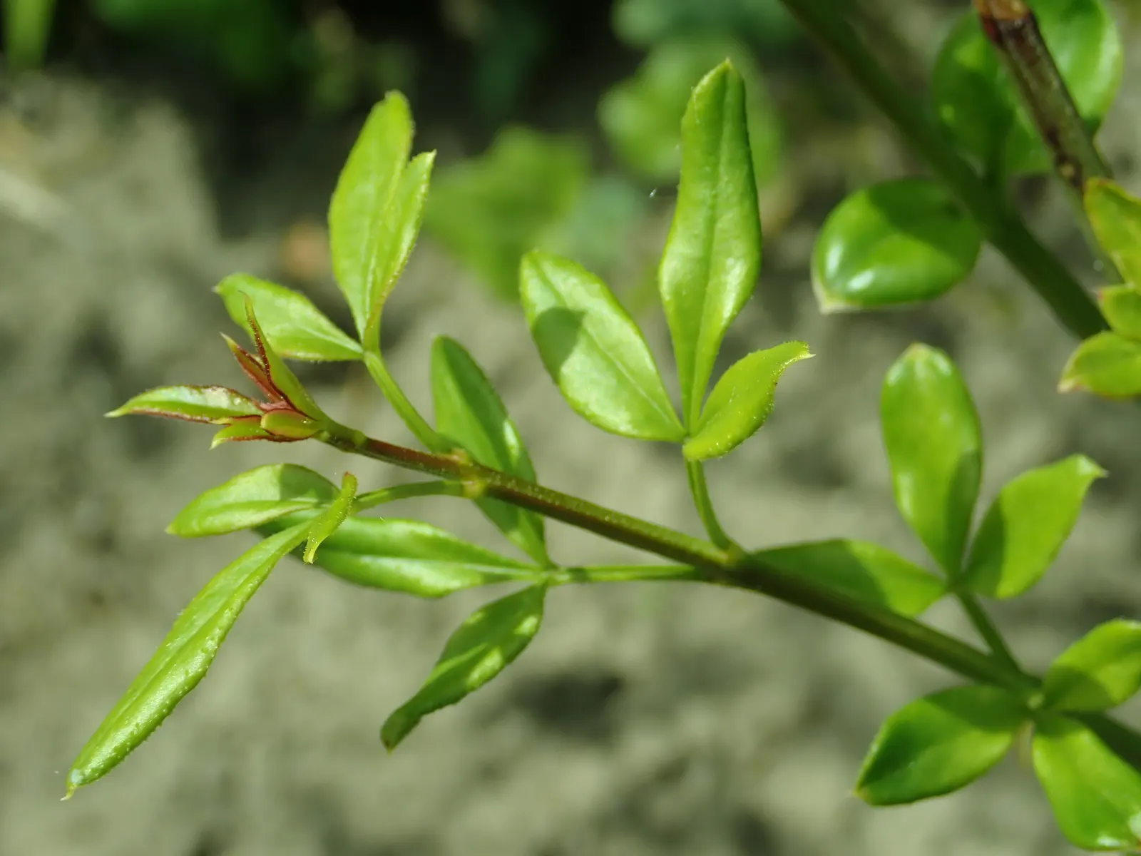 Winter Jasmine (Jasminum Nudiflorum) — creating focal points and highlights that can enliven the garden during the coldest months; shrub with white and yellow