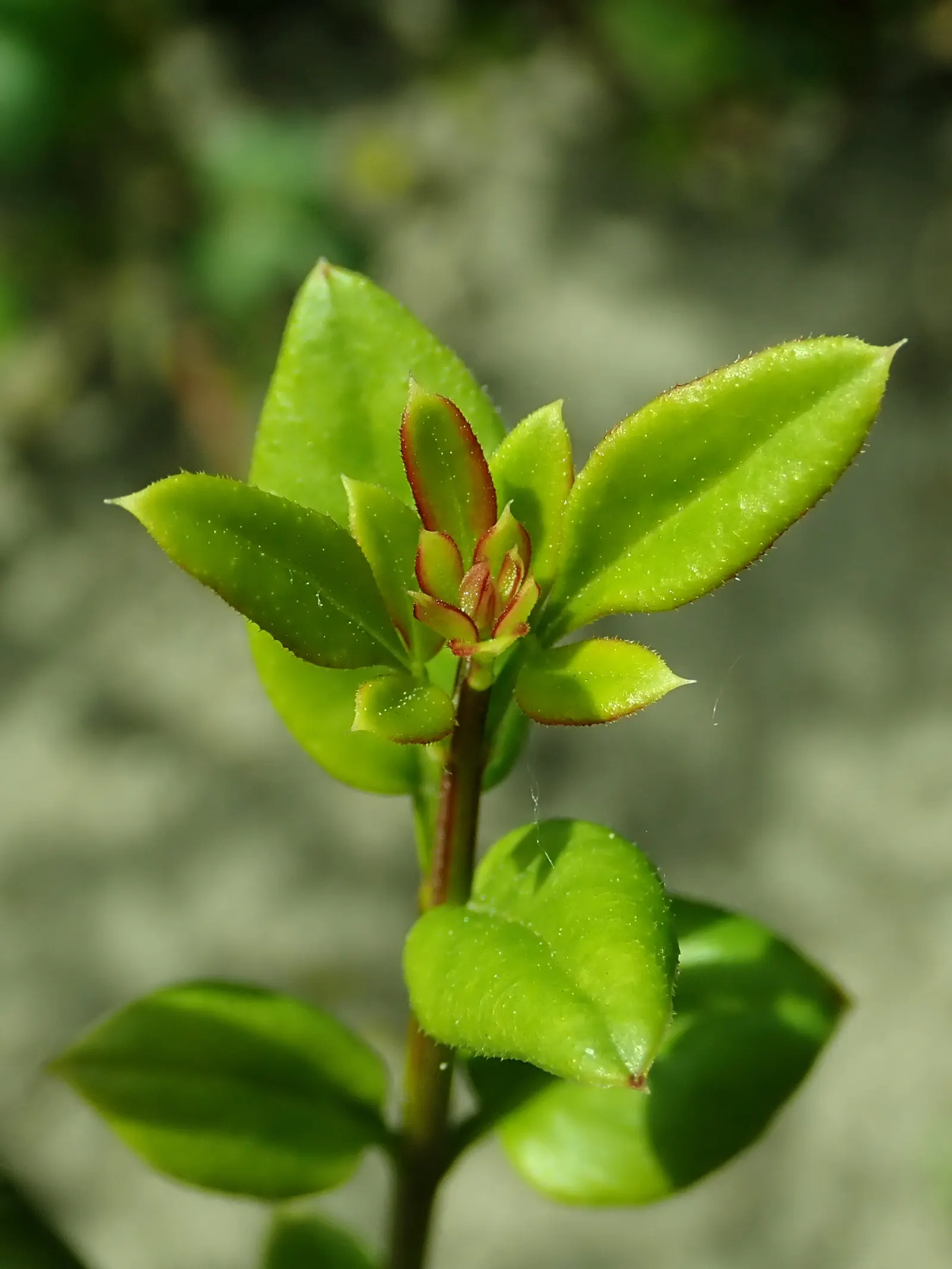 Winter Jasmine (Jasminum Nudiflorum) — occasional pruning helps rejuvenate the plant by encouraging fresh