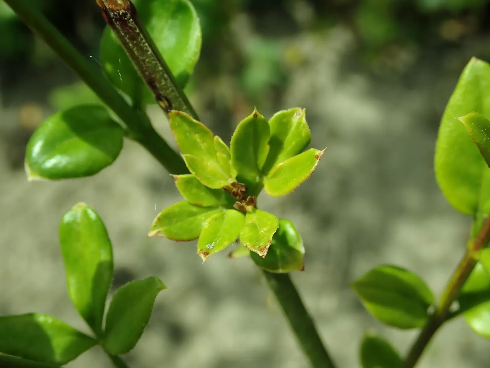 Winter Jasmine (Jasminum Nudiflorum) — This deciduous shrub thrives in full sun to partial shade and prefers well-drained soil with moderate moisture; often