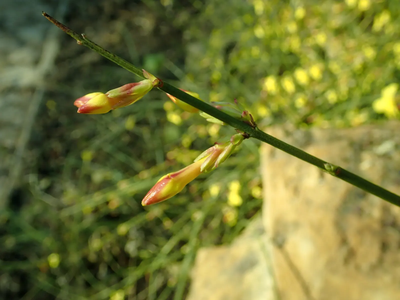 Winter Jasmine (Jasminum Nudiflorum) — occasional pruning helps rejuvenate the plant by encouraging fresh; winter Jasmine (Jasminum nudiflorum) is, image 87
