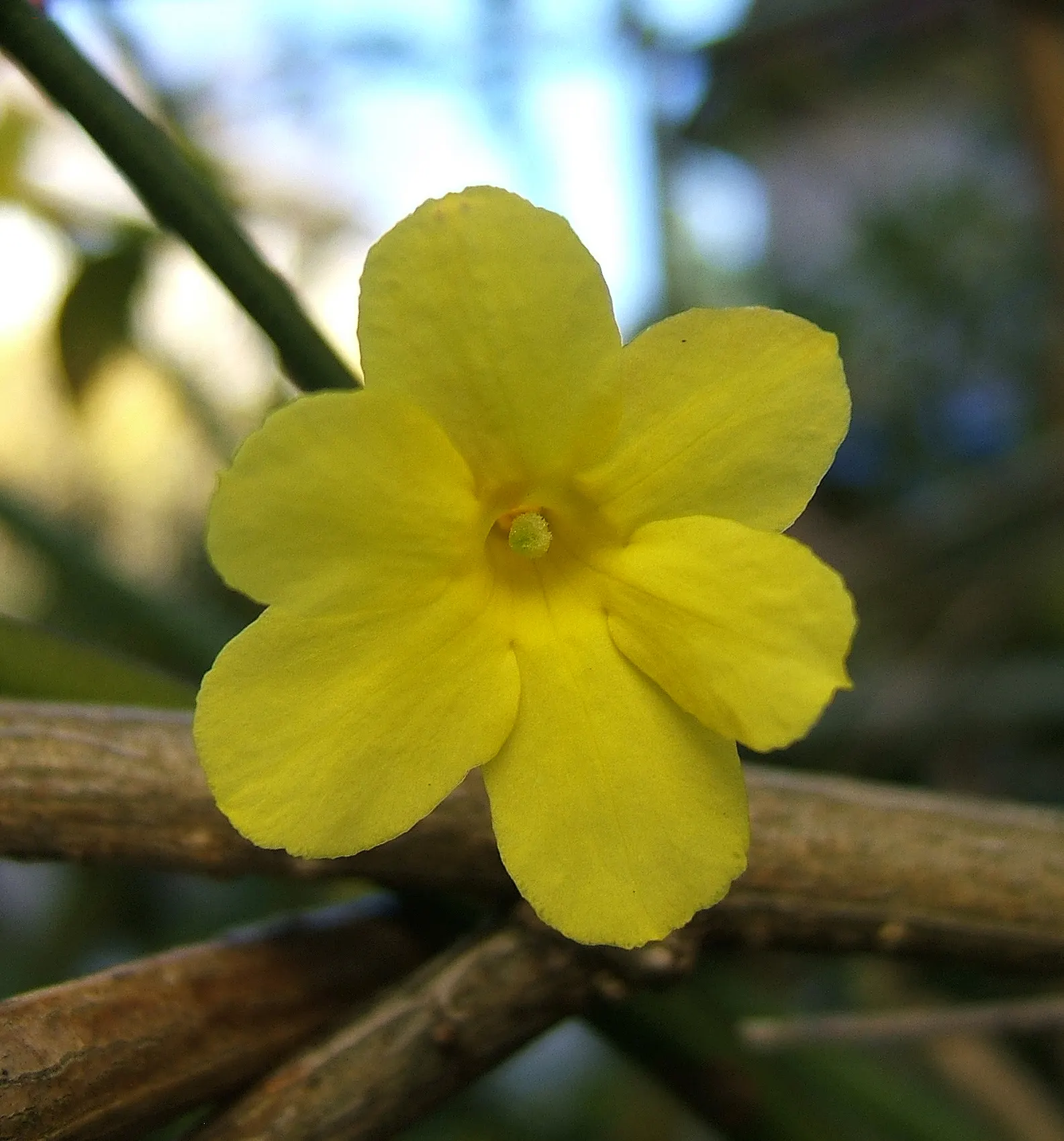 Winter Jasmine (Jasminum Nudiflorum) — Winter Jasmine (Jasminum nudiflorum) is a versatile and resilient shrub, native to China; with minimal care, image 54