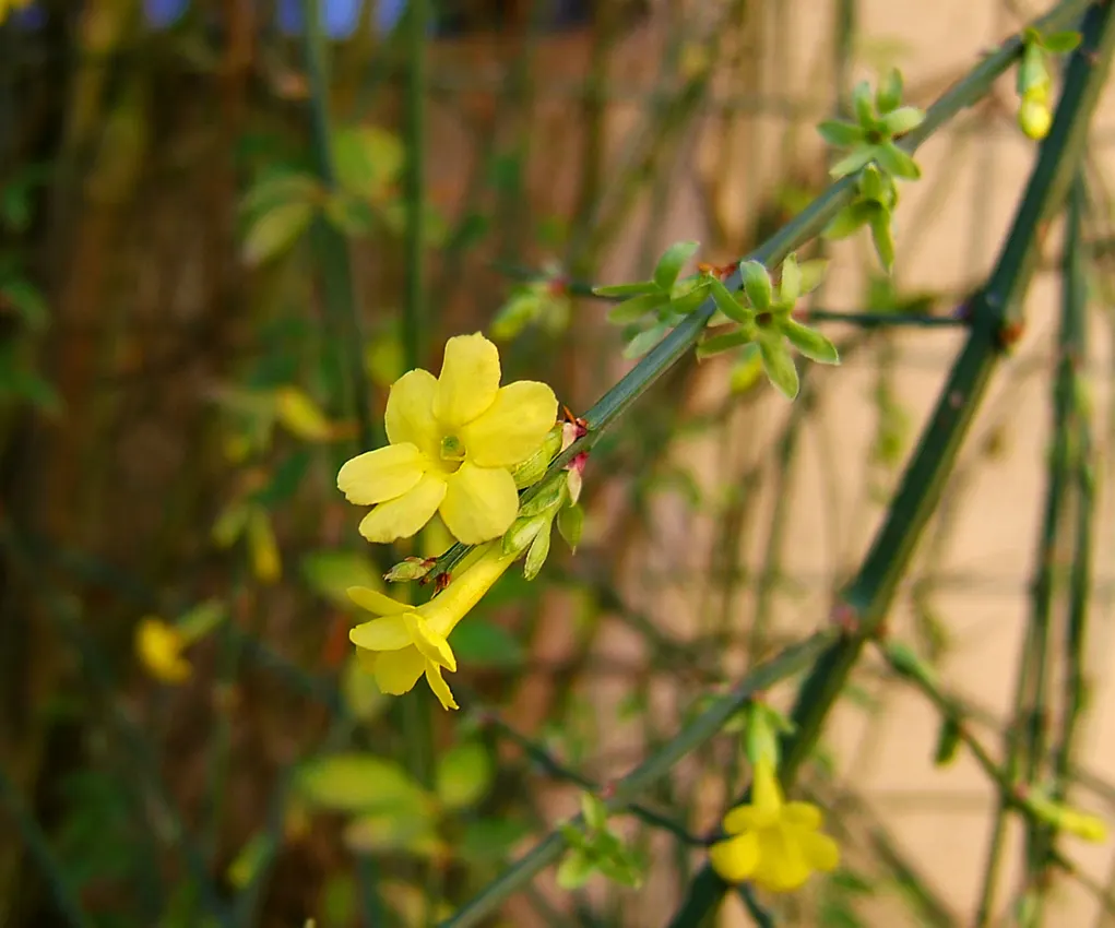 Winter Jasmine (Jasminum Nudiflorum) — shrub for full or half; creating focal points and highlights that can enliven the garden during the coldest, image 92