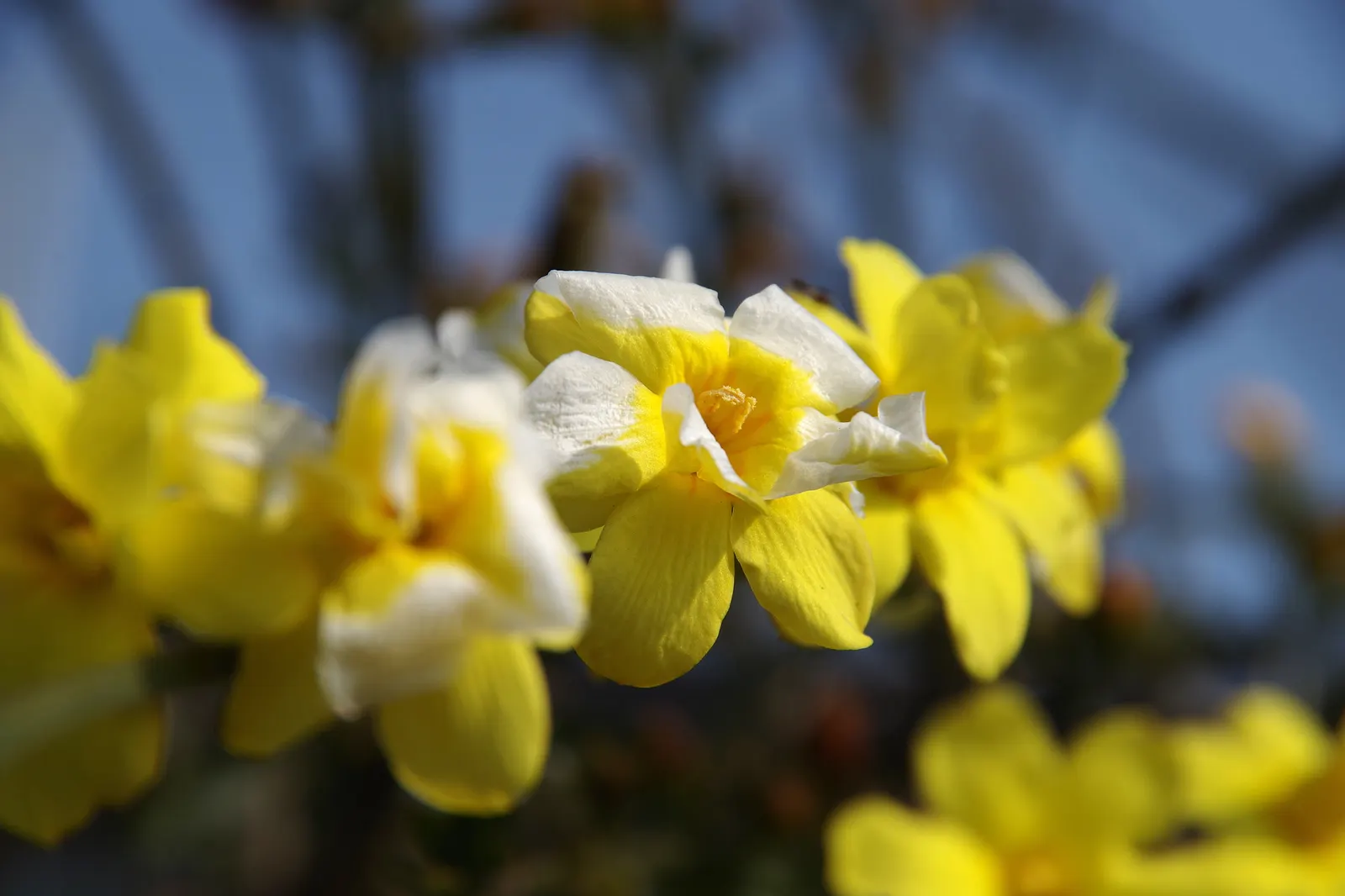 Winter Jasmine (Jasminum Nudiflorum) — It reaches a maximum height and spread of 10 feet