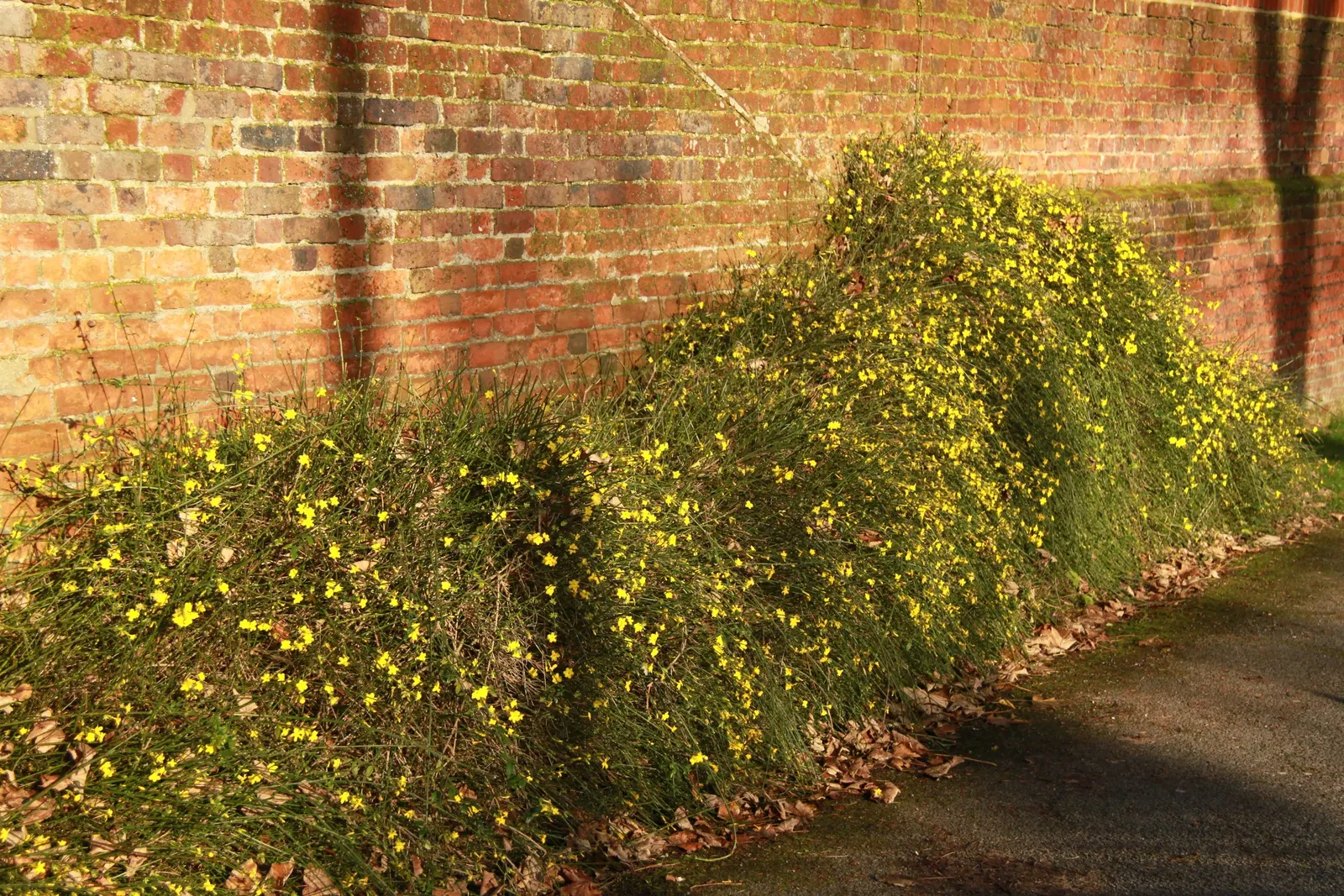 Winter Jasmine (Jasminum Nudiflorum) — the lively yellow flowers of Jasminum nudiflorum provide a welcome contrast