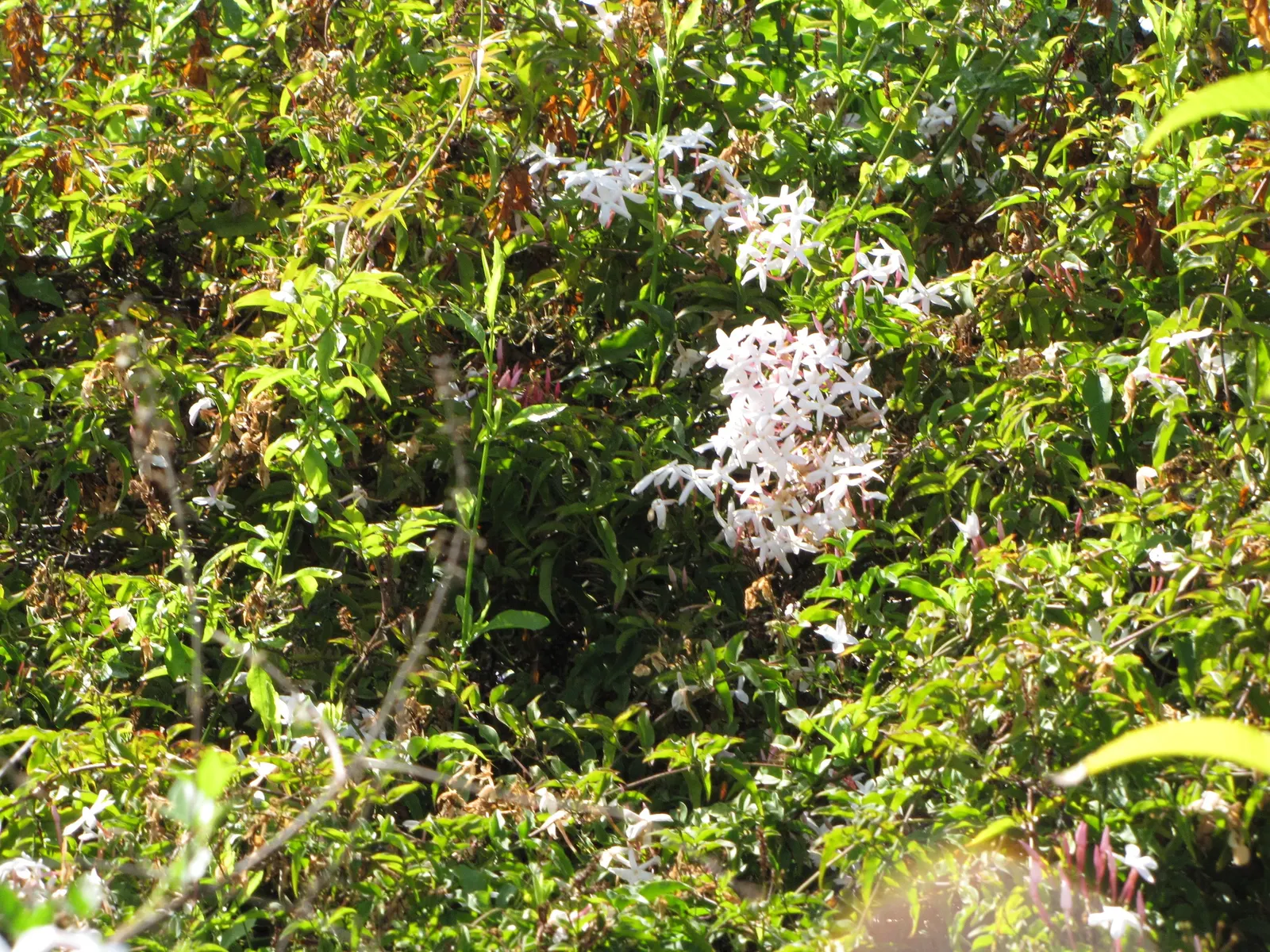 Winter Jasmine (Jasminum Nudiflorum) — Winter Jasmine (Jasminum nudiflorum) is a strikingly hardy deciduous shrub; this resilient plant thrives in, image 70