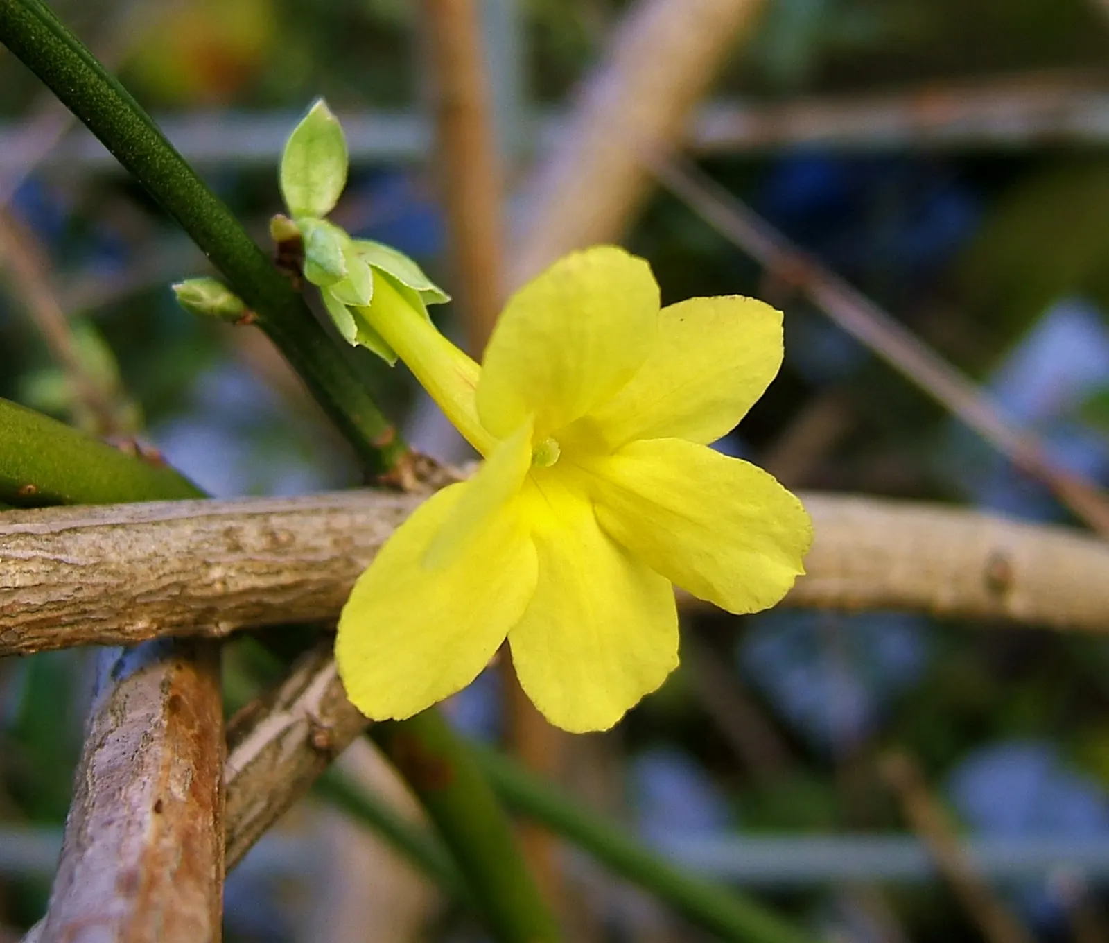Winter Jasmine (Jasminum Nudiflorum) — but its hardiness zones are 6 to 10
