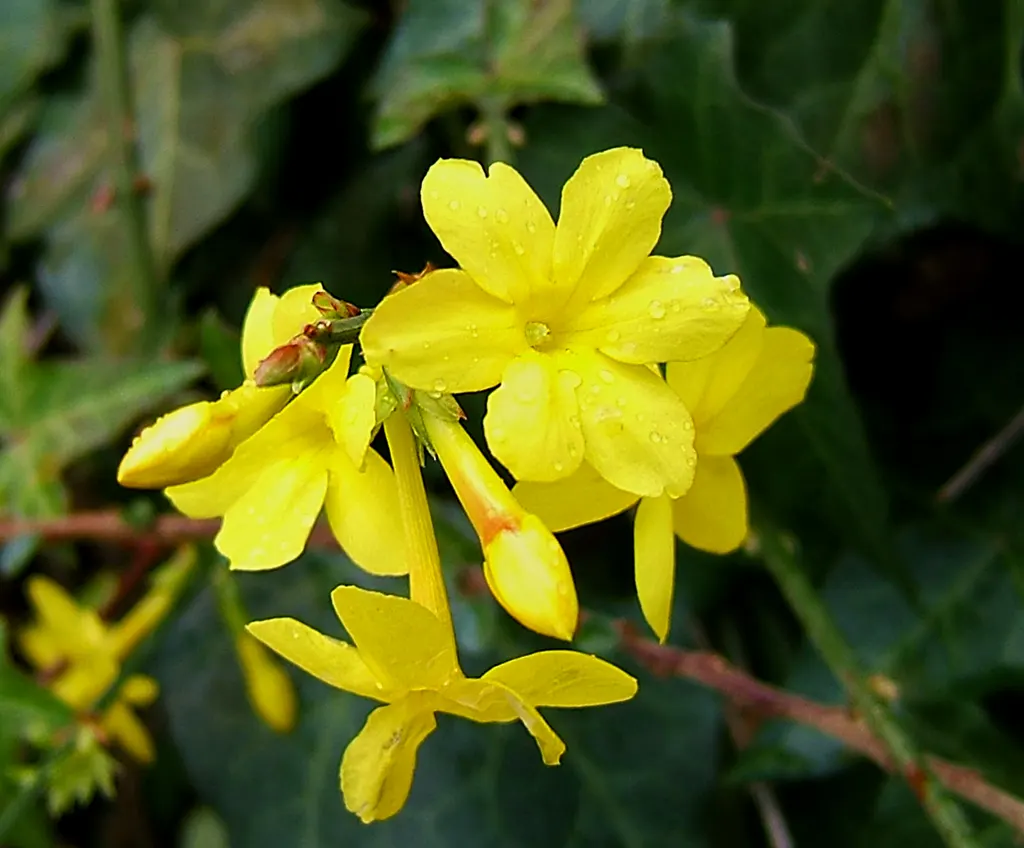 Winter Jasmine (Jasminum Nudiflorum) — This deciduous shrub thrives in full sun to partial shade and prefers well-drained soil with moderate, image 61