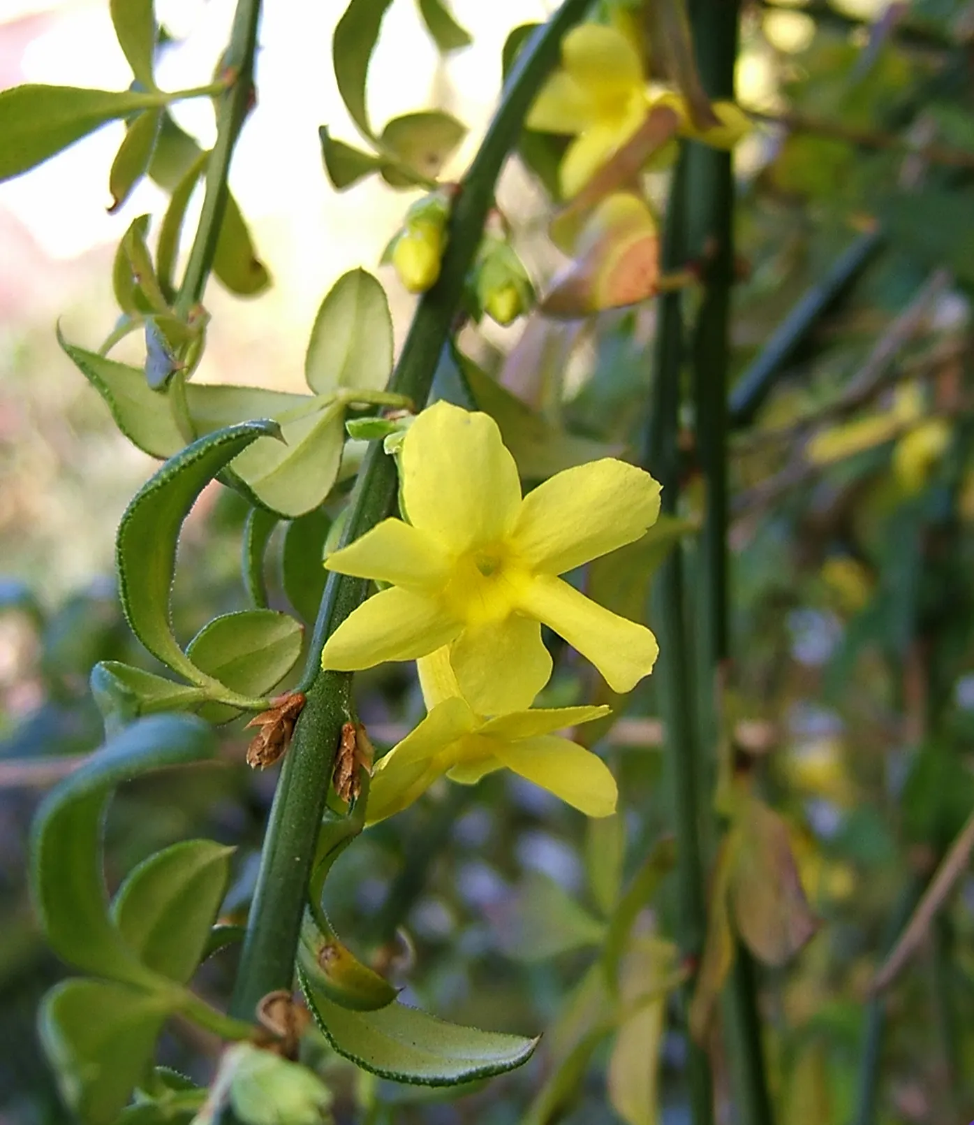 Winter Jasmine (Jasminum Nudiflorum) — making it ideal for retaining walls and slopes
