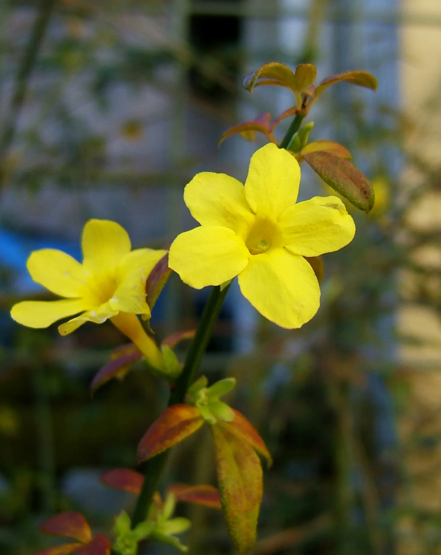 Winter Jasmine (Jasminum Nudiflorum) — as its bright yellow blooms adorn the bare branches from late winter into early spring; making it quite, image 101