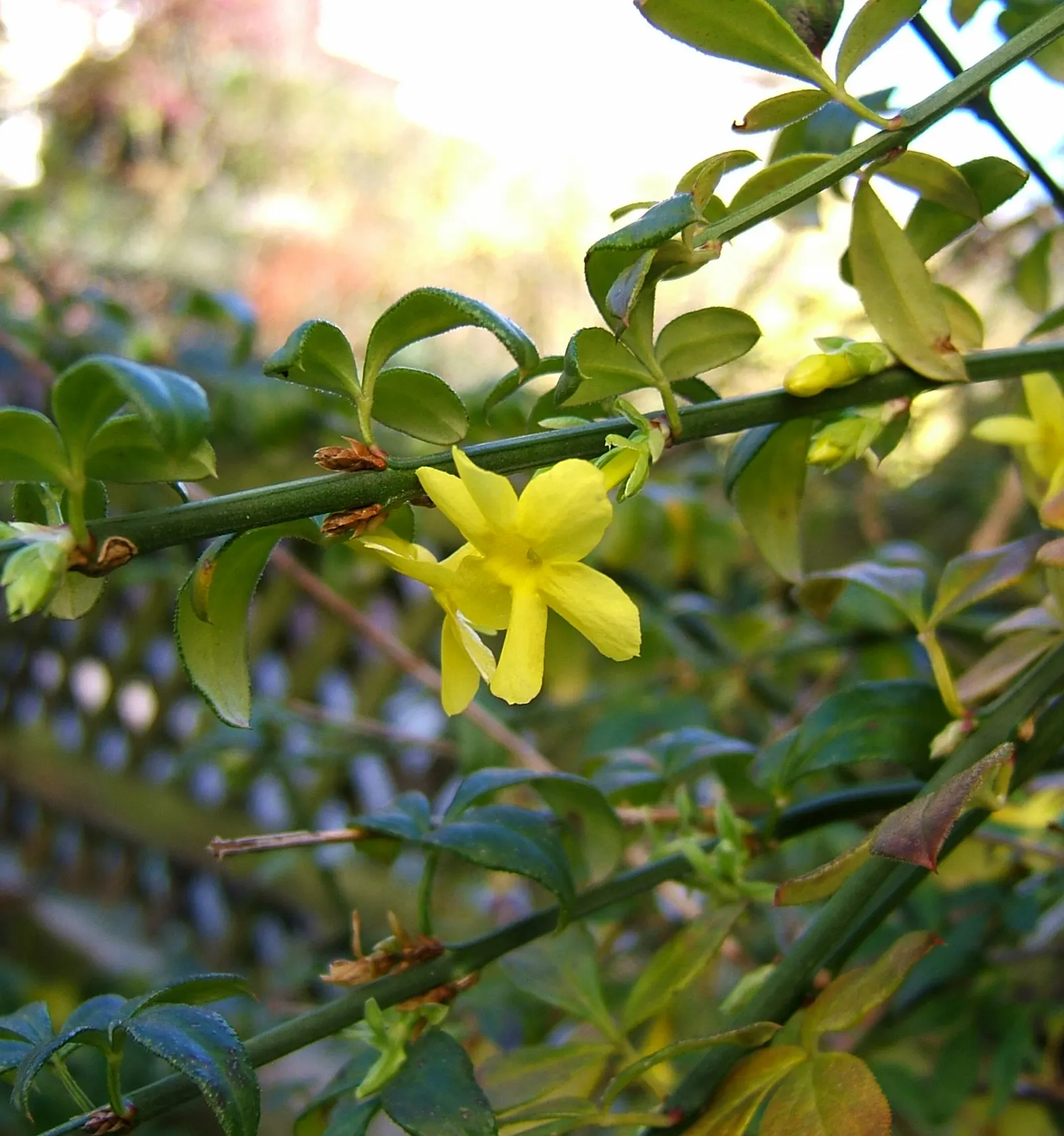 Winter Jasmine (Jasminum Nudiflorum) — Winter Jasmine (Jasminum nudiflorum) is a versatile and resilient shrub, native to China; with minimal care, image 77