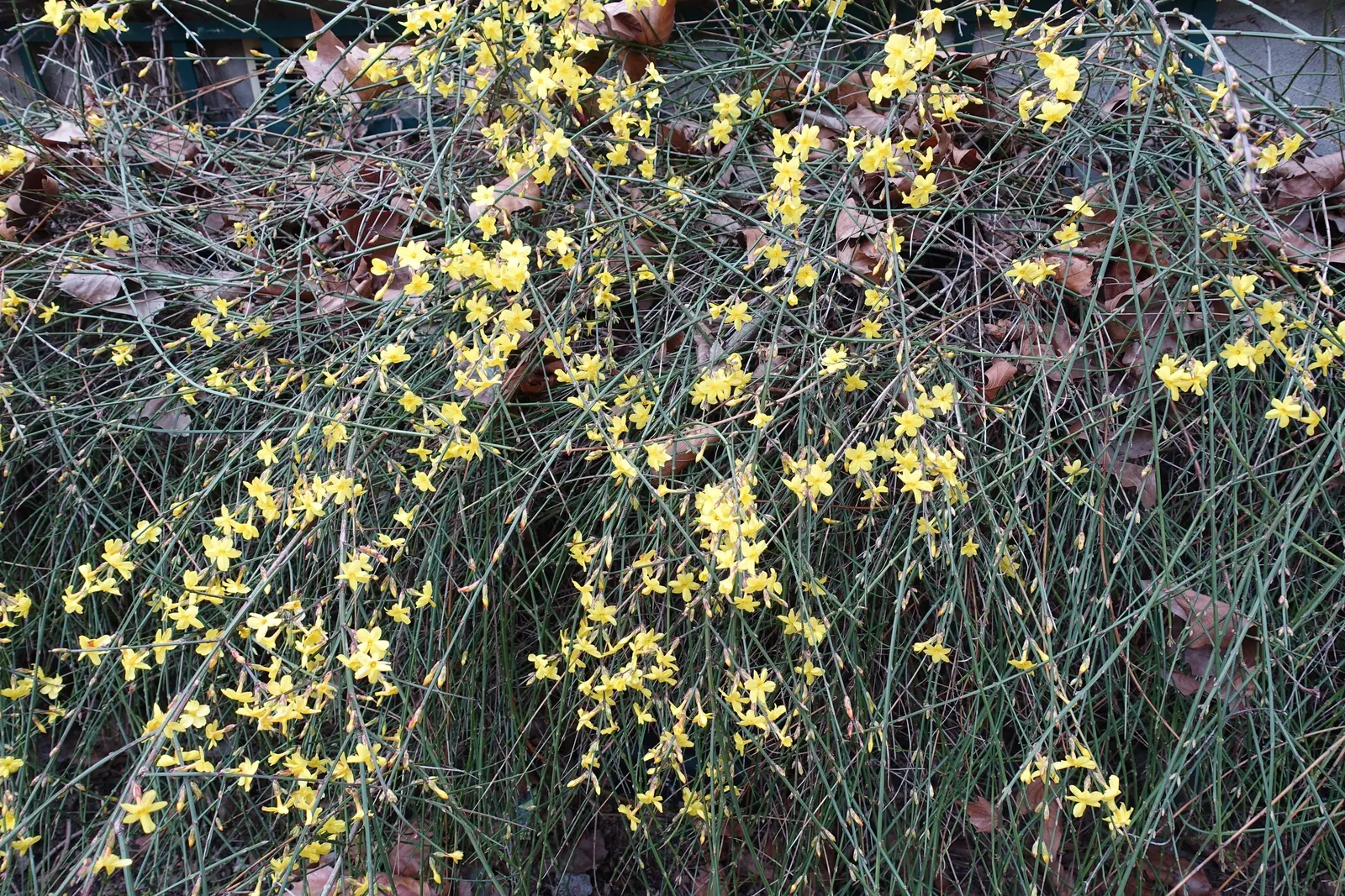 Winter Jasmine (Jasminum Nudiflorum) — Its ease of maintenance and vigorous growth mean it can be pruned to desired shape and size after flowering; winter
