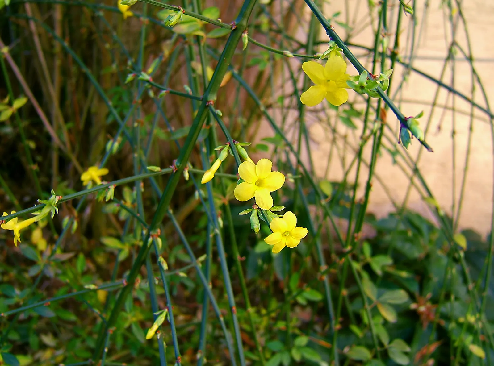 Winter Jasmine (Jasminum Nudiflorum) — or spilling down slopes as a ground cover; its ease of maintenance and vigorous growth mean it can be pruned, image 85