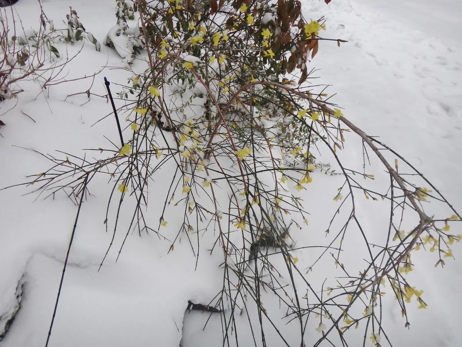 Winter Jasmine (Jasminum Nudiflorum) — Winter Jasmine (Jasminum nudiflorum) is a versatile and resilient shrub, native to China