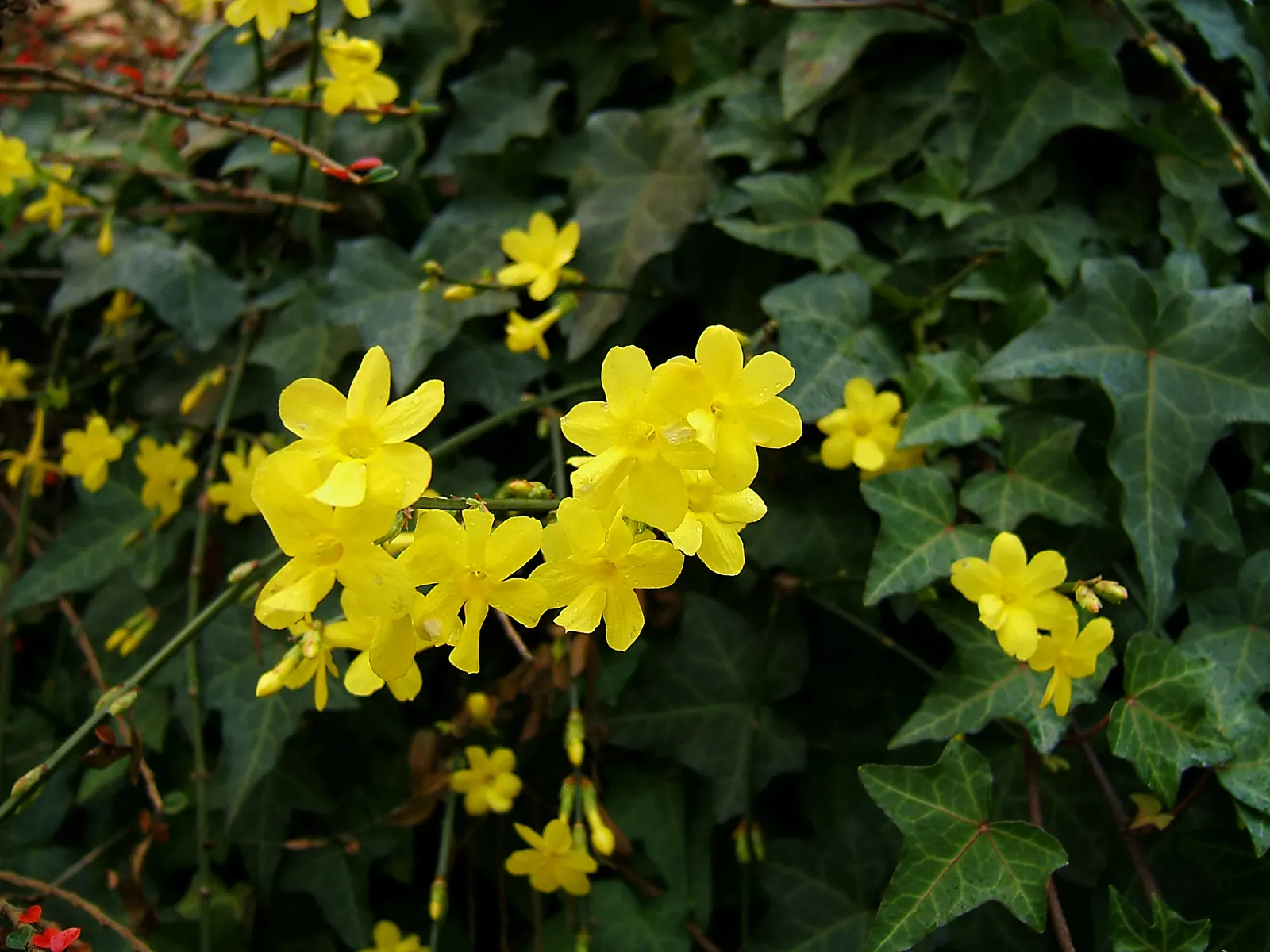 Winter Jasmine (Jasminum Nudiflorum) — Its arching branches create a cascading effect; as its bright yellow blooms adorn the bare branches from, image 74