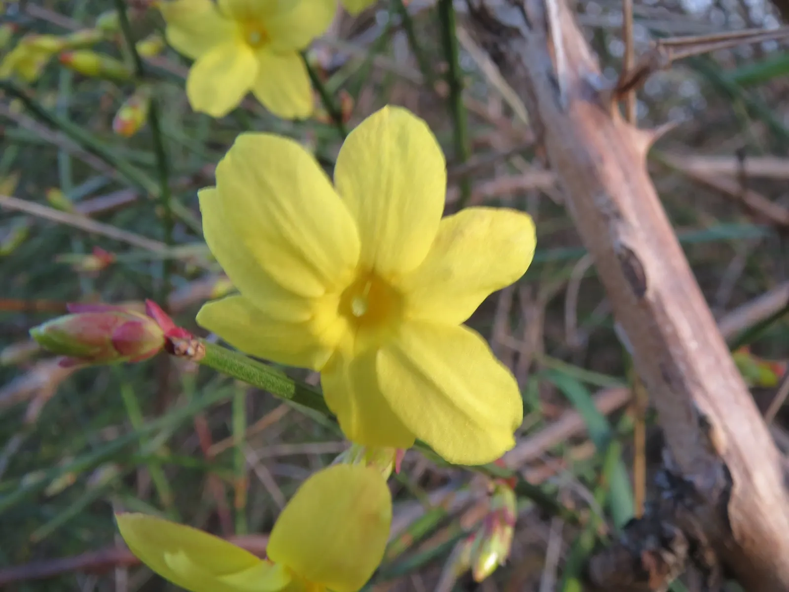 Winter Jasmine (Jasminum Nudiflorum) — with minimal care requirements post-establishment; shrub for full or half, image 53
