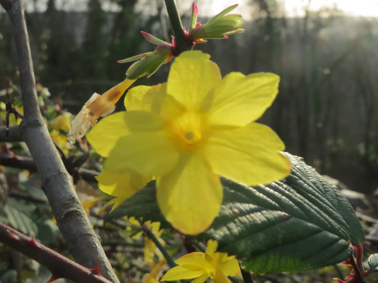 Winter Jasmine (Jasminum Nudiflorum) — This resilient plant thrives in full sun to partial shade and prefers well-drained soil; favored for its, image 96