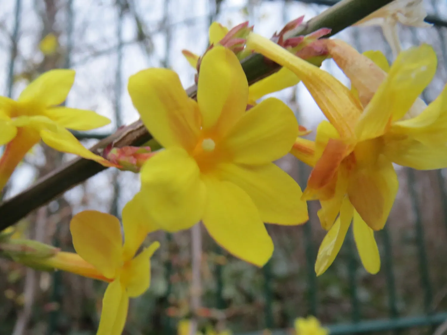 Winter Jasmine (Jasminum Nudiflorum) — favored for its bright yellow flowers that burst into bloom from January to March; winter Jasmine has an, image 94