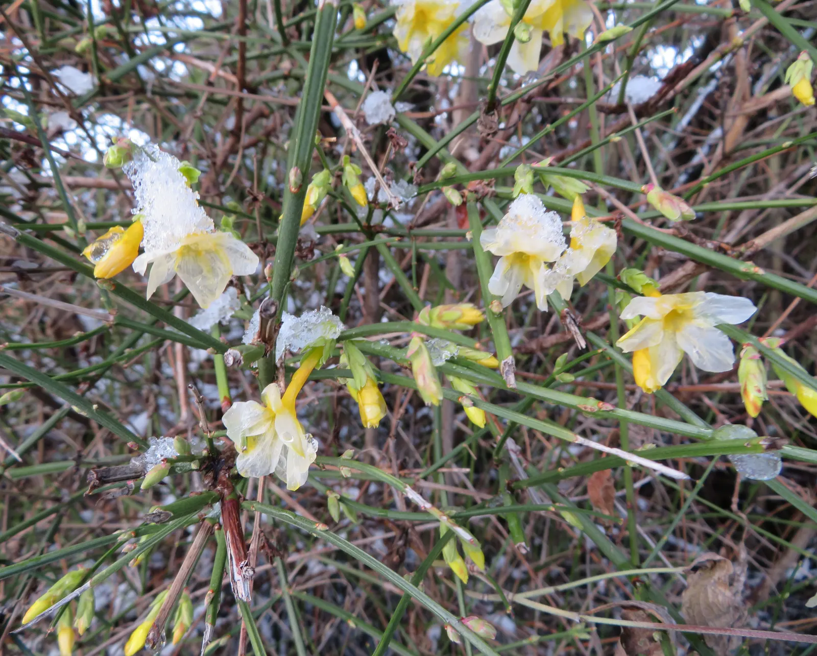 Winter Jasmine (Jasminum Nudiflorum) — but its hardiness zones are 6 to 10; the lively yellow flowers of Jasminum nudiflorum provide a welcome contrast