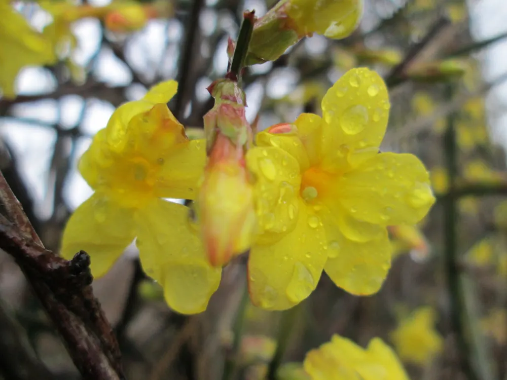 Winter Jasmine (Jasminum Nudiflorum) — Unlike many other jasmine varieties, image 81