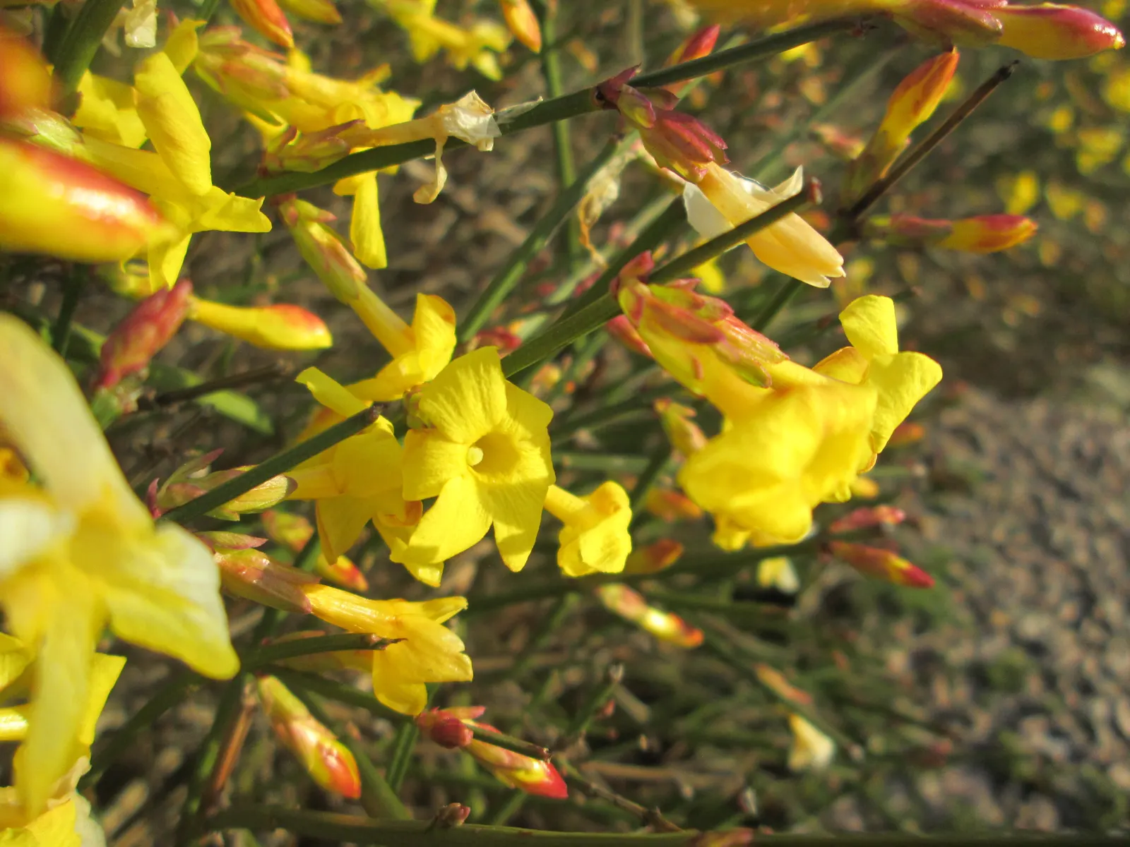 Winter Jasmine (Jasminum Nudiflorum) — Its ease of maintenance and vigorous growth mean it can be pruned to desired shape and size after flowering, image 63
