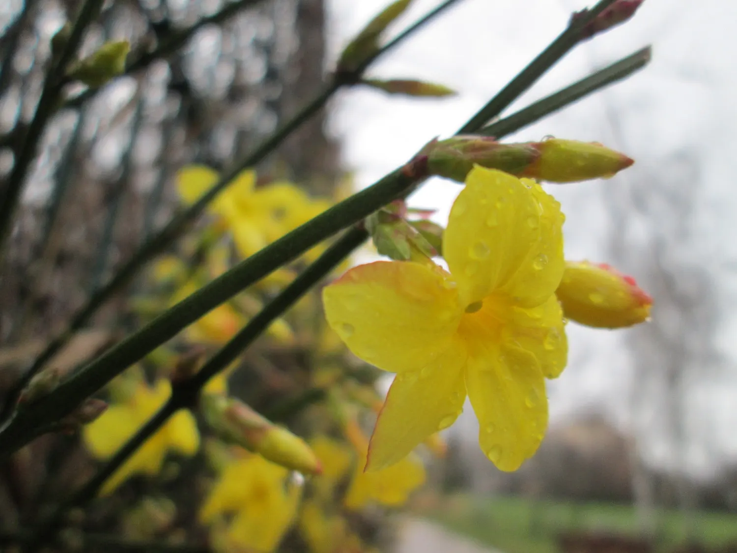 Winter Jasmine (Jasminum Nudiflorum) — favored for its bright yellow flowers that burst into bloom from January to March; winter Jasmine has an, image 71