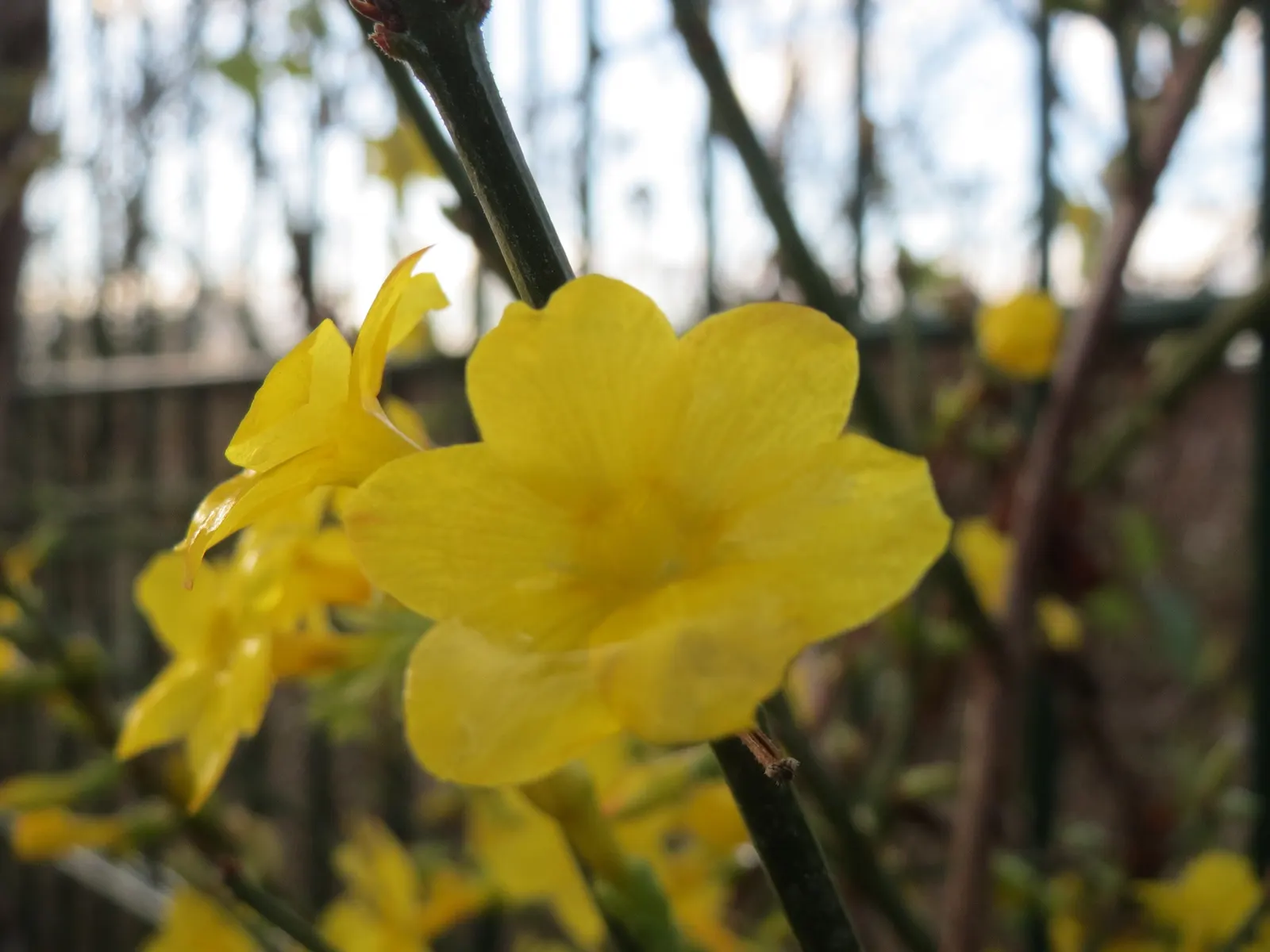 Winter Jasmine (Jasminum Nudiflorum) — This resilient plant thrives in full sun to partial shade and prefers well-drained soil