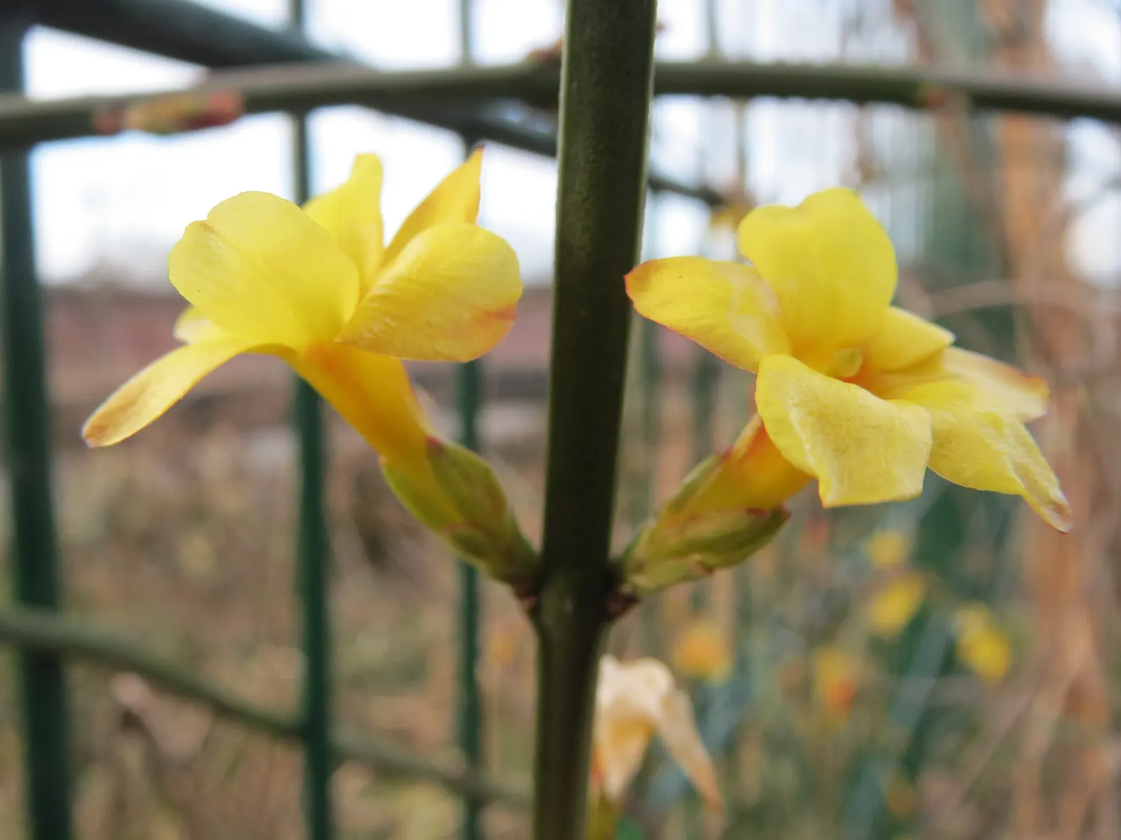 Winter Jasmine (Jasminum Nudiflorum) — It reaches a maximum height and spread of 10 feet; occasional pruning helps rejuvenate the plant by, image 72
