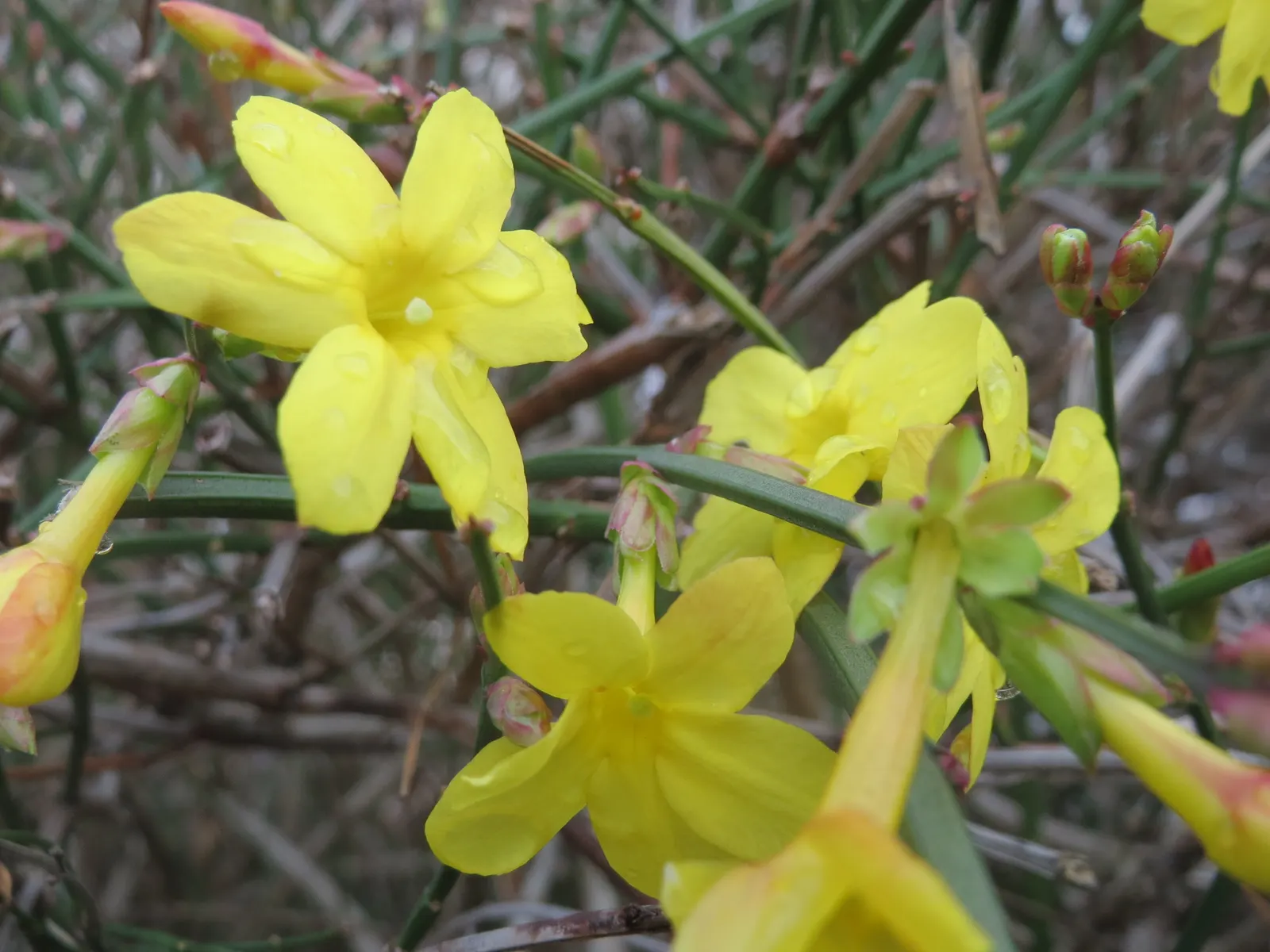 Winter Jasmine (Jasminum Nudiflorum) — white and yellow flowers in the garden; making it ideal for retaining walls and slopes, image 90