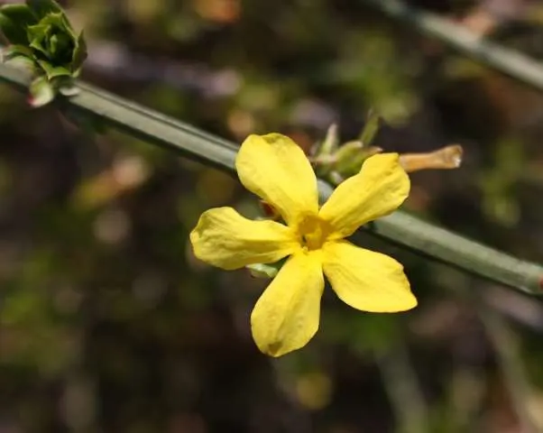 Winter Jasmine (Jasminum Nudiflorum) — This resilient plant thrives in full sun to partial shade and prefers well-drained soil; favored for its, image 73