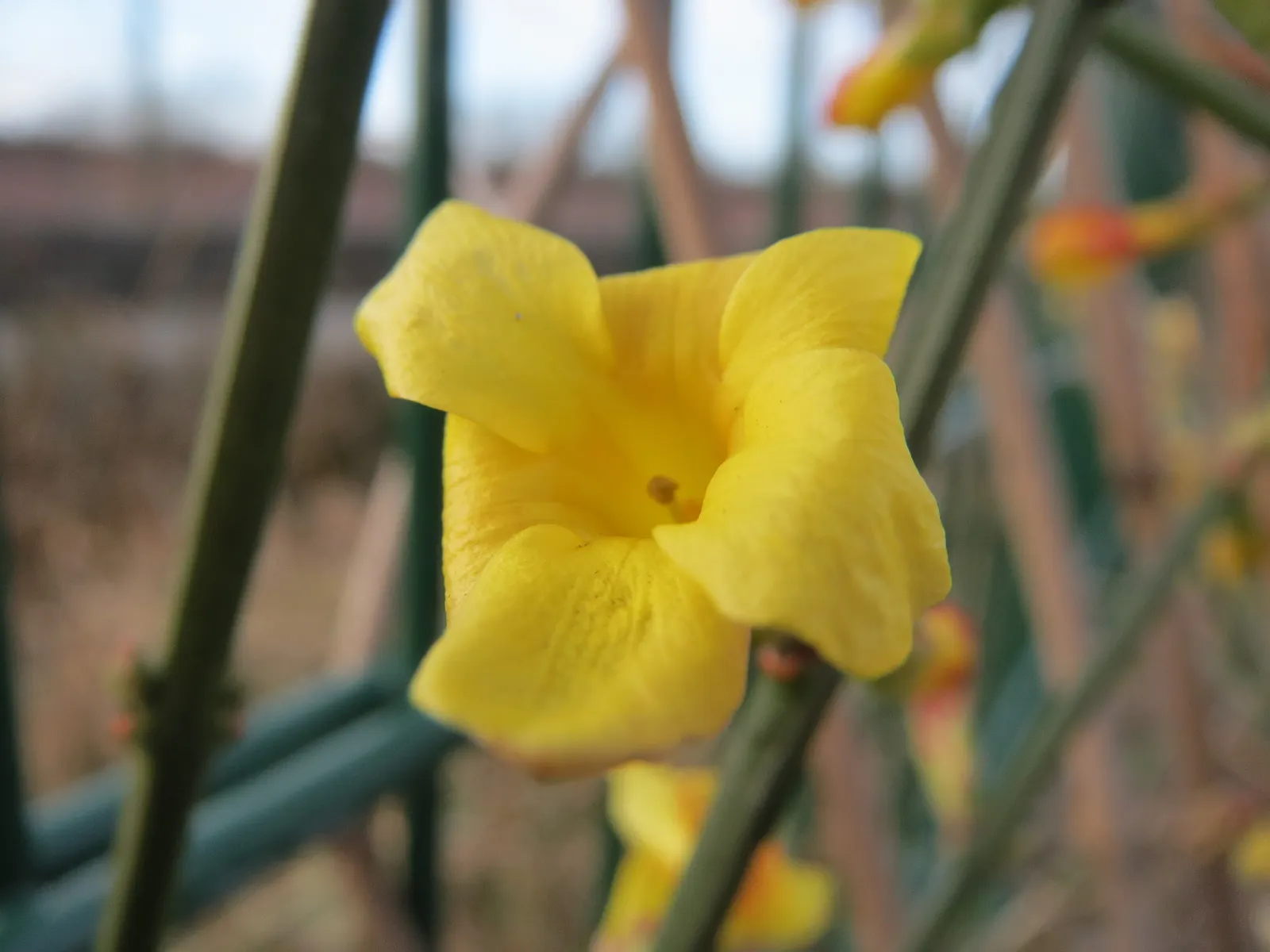 Winter Jasmine (Jasminum Nudiflorum) — but its hardiness zones are 6 to 10; the lively yellow flowers of Jasminum nudiflorum provide a welcome, image 82
