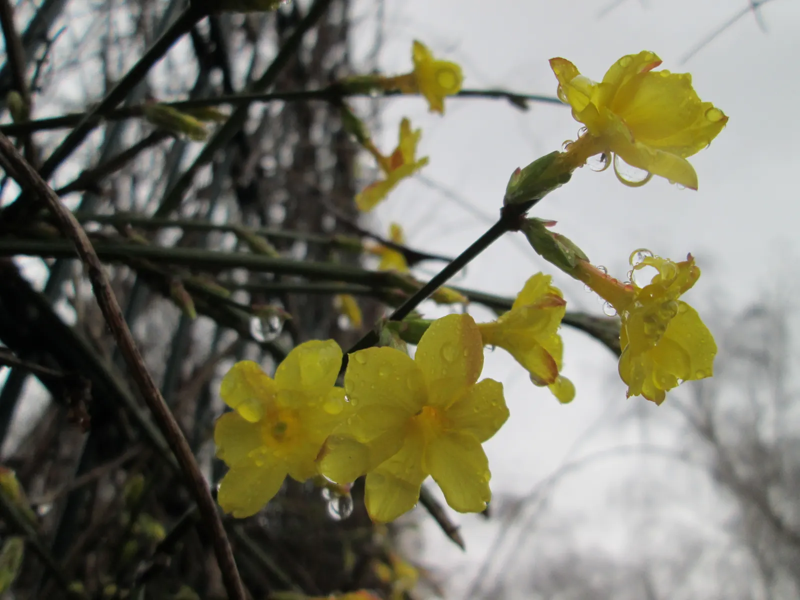 Winter Jasmine (Jasminum Nudiflorum) — It reaches a maximum height and spread of 10 feet; occasional pruning helps rejuvenate the plant by encouraging fresh