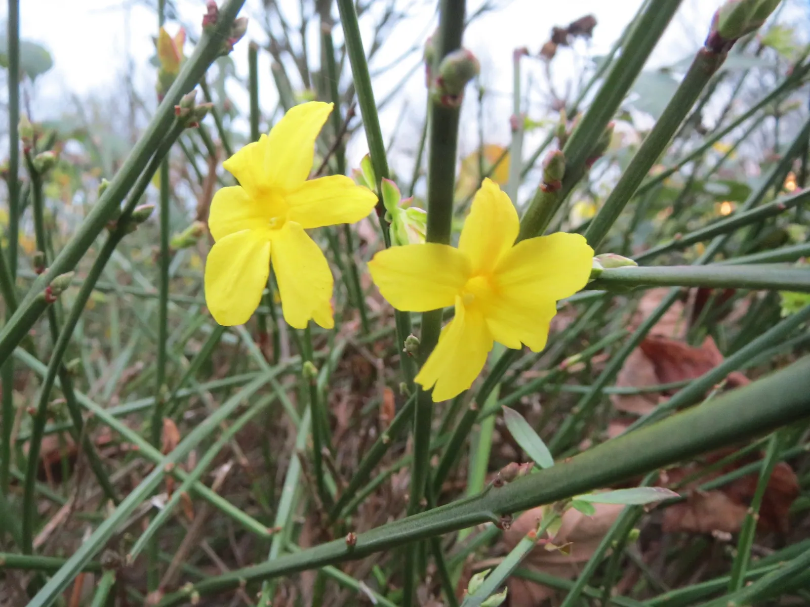 Winter Jasmine (Jasminum Nudiflorum) — as its bright yellow blooms adorn the bare branches from late winter into early spring; making it quite adaptable for