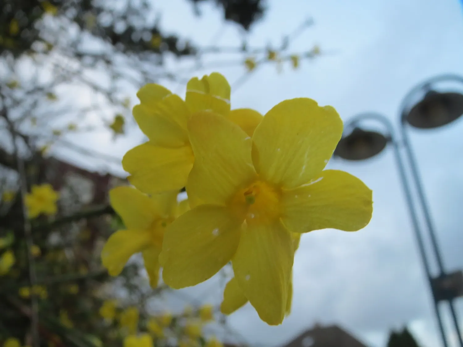 Winter Jasmine (Jasminum Nudiflorum) — Winter Jasmine (Jasminum nudiflorum) is a strikingly hardy deciduous shrub