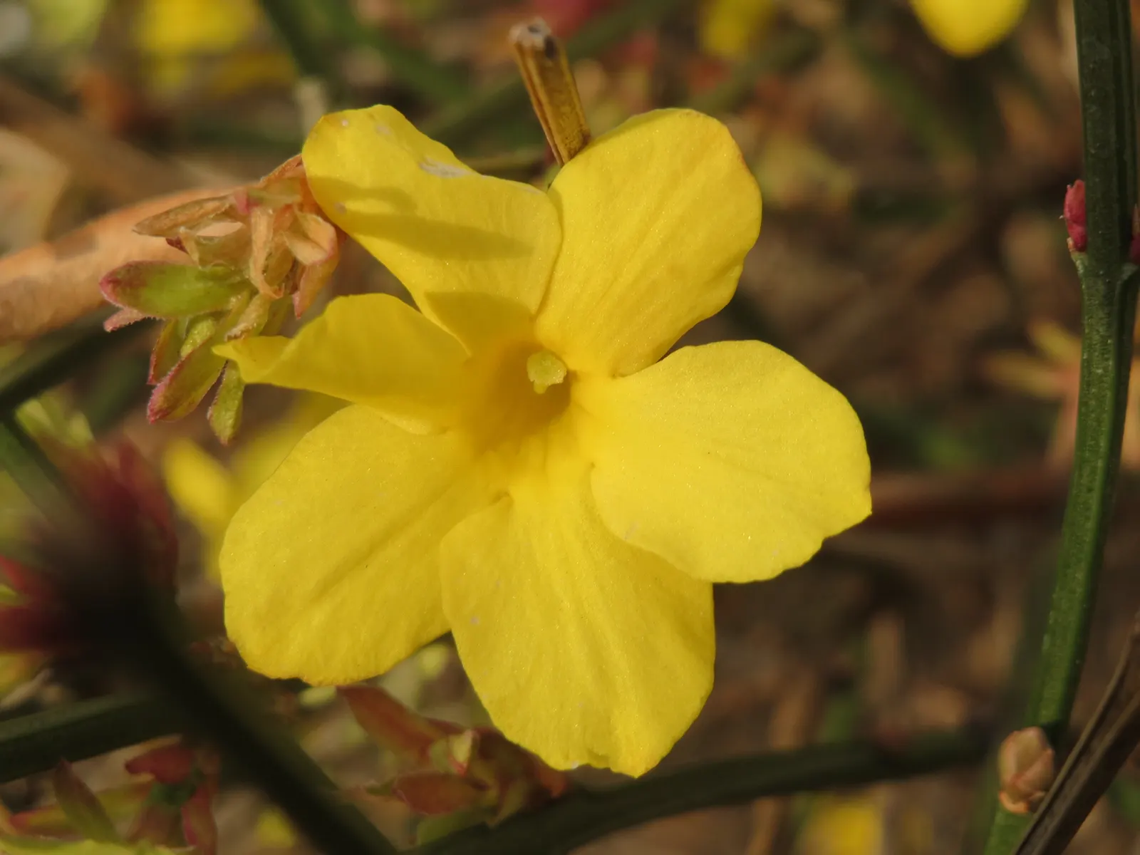 Winter Jasmine (Jasminum Nudiflorum) — shrub for full or half; creating focal points and highlights that can enliven the garden during the coldest months