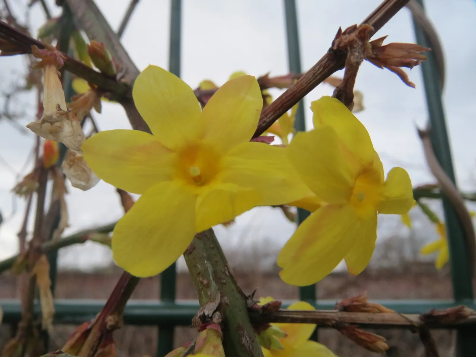 Winter Jasmine (Jasminum Nudiflorum) — Its arching branches create a cascading effect; as its bright yellow blooms adorn the bare branches from, image 51