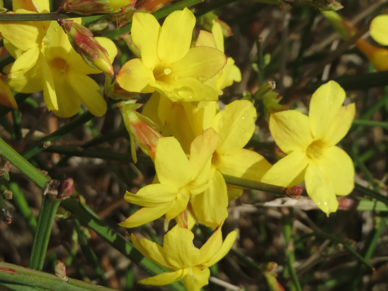 Winter Jasmine (Jasminum Nudiflorum) — often starting as early as January.<br><br>Typically reaching a height and spread of about 4-7 feet; white and yellow
