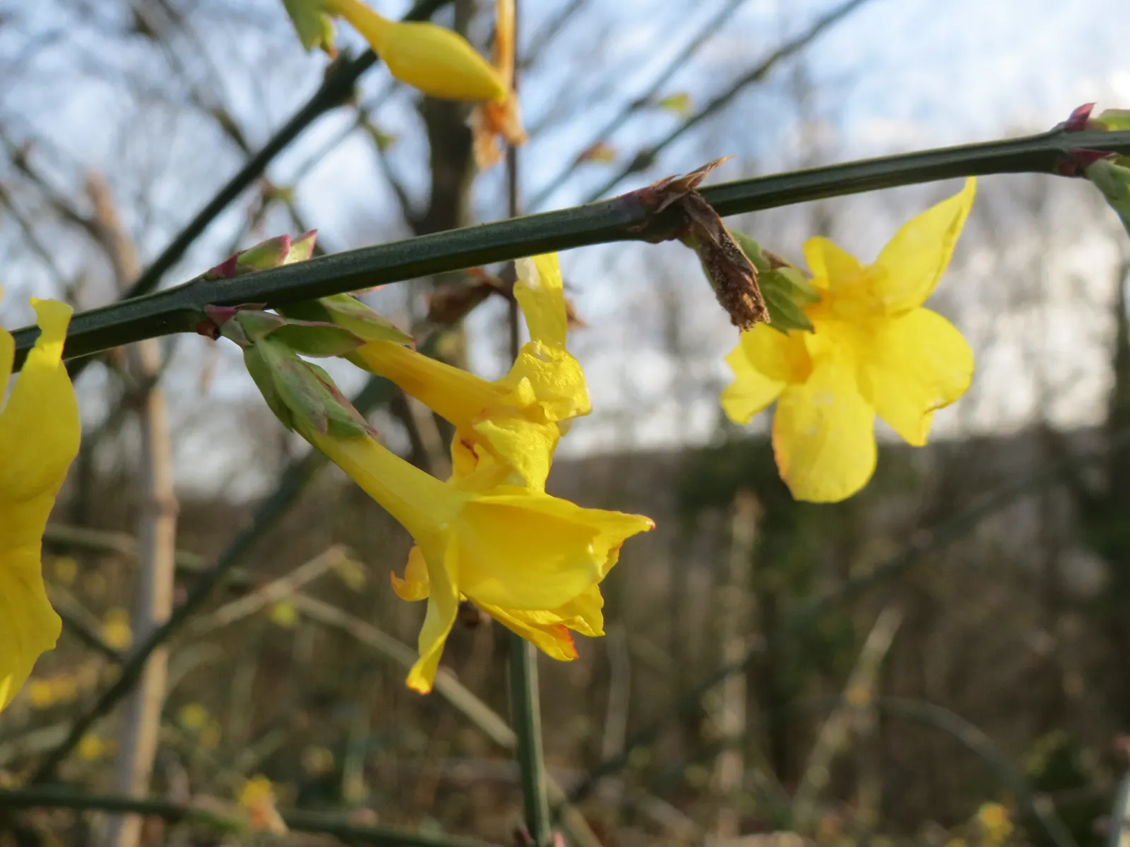 Winter Jasmine (Jasminum Nudiflorum) — often starting as early as January.<br><br>Typically reaching a height and spread of about 4-7 feet; white, image 102
