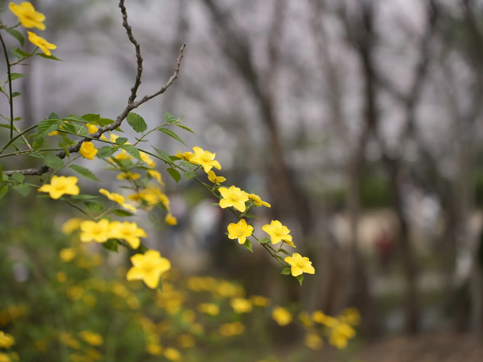 Winter Jasmine (Jasminum Nudiflorum) — making it ideal for retaining walls and slopes; or spilling down slopes as a ground cover, image 75