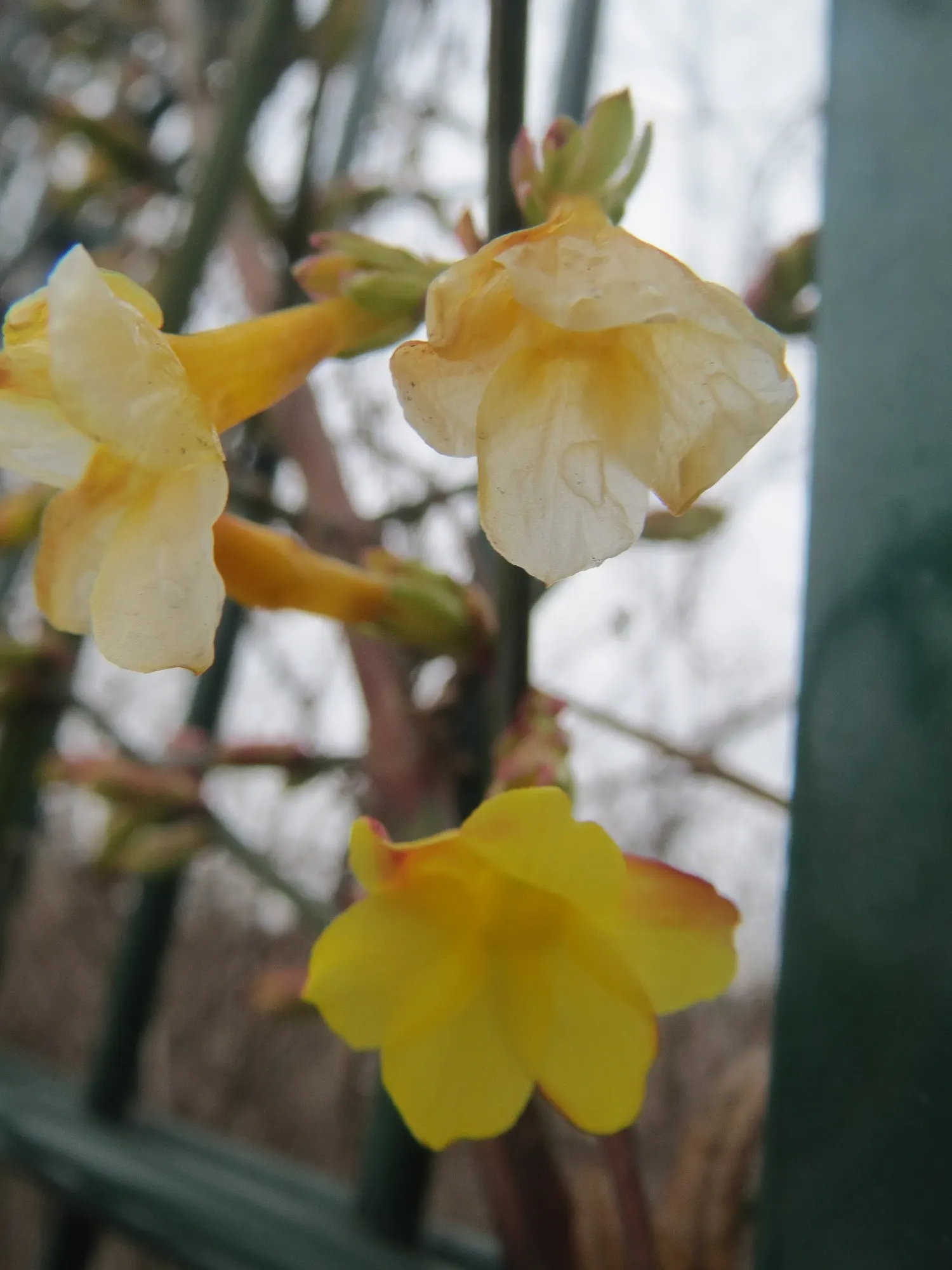 Winter Jasmine (Jasminum Nudiflorum) — This deciduous shrub thrives in full sun to partial shade and prefers well-drained soil with moderate, image 84